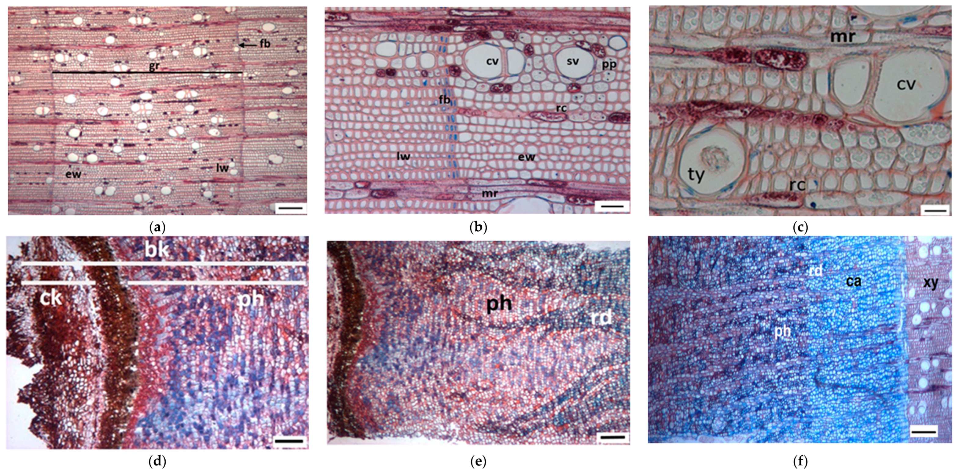 Forests 10 00538 g003