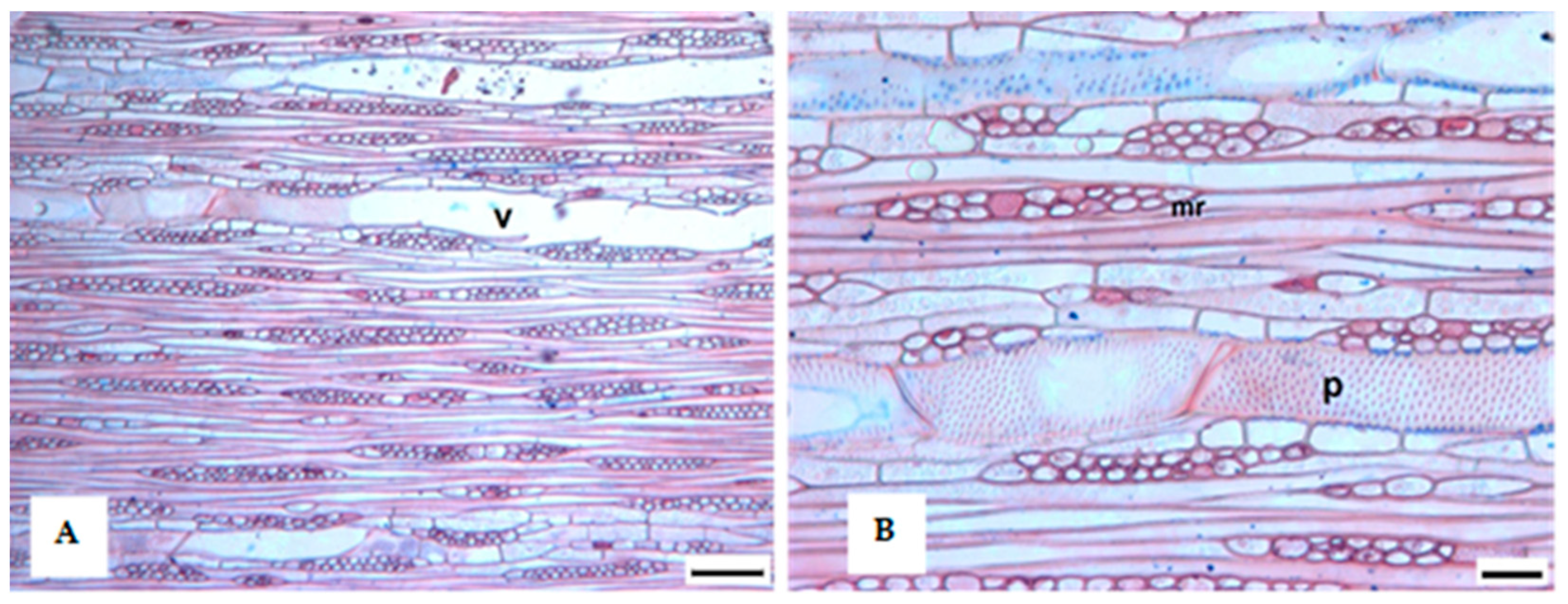 Forests 10 00538 g004
