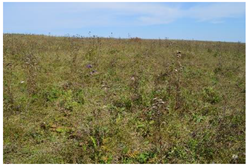 Forests 10 00561 i001 Forests 10 00561 i001