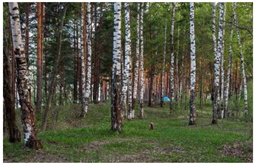 Forests 10 00561 i002 Forests 10 00561 i002