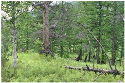 Forests 10 00561 i006 Forests 10 00561 i006