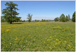 Forests 10 00561 i007 Forests 10 00561 i007