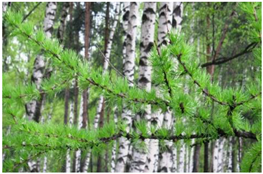 Forests 10 00561 i008 Forests 10 00561 i008