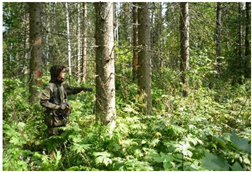 Forests 10 00561 i009 Forests 10 00561 i009