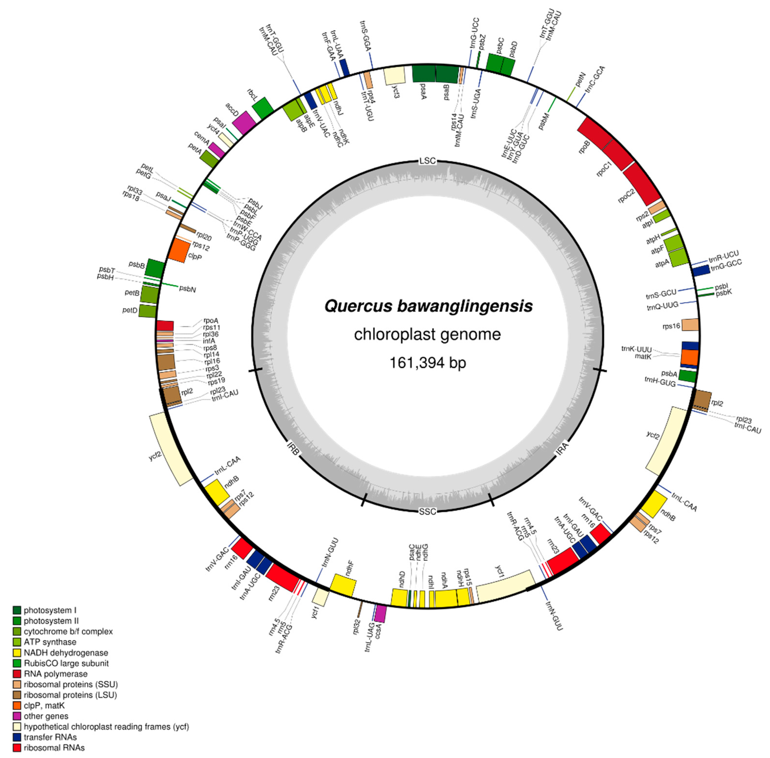 Forests 10 00587 g001 Forests 10 00587 g001