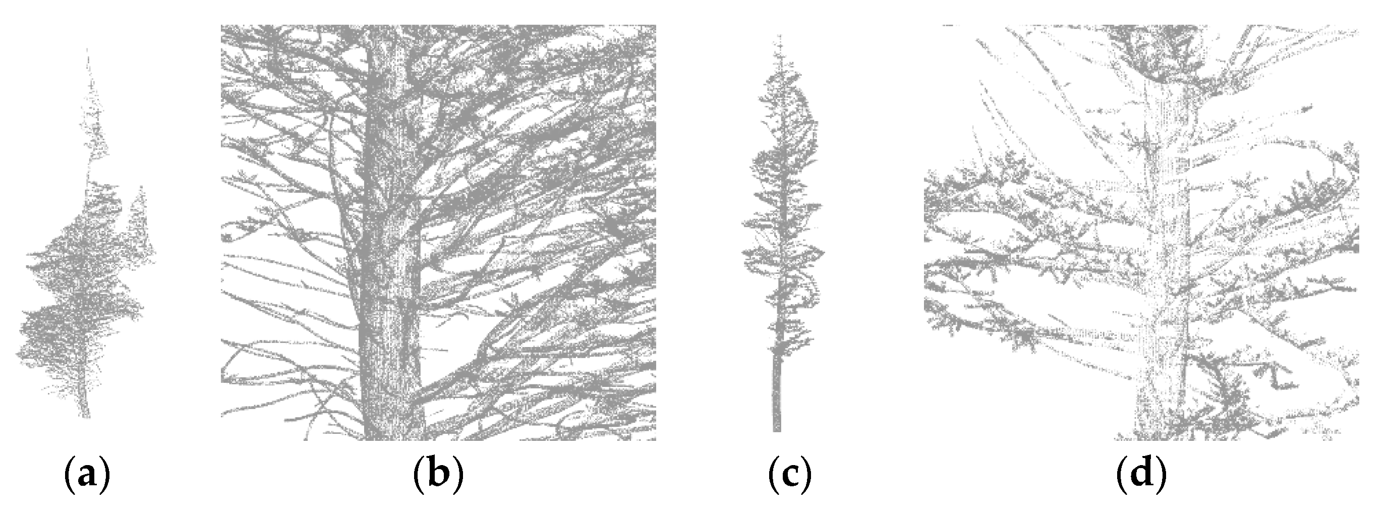 Forests 10 00599 g001 Forests 10 00599 g001