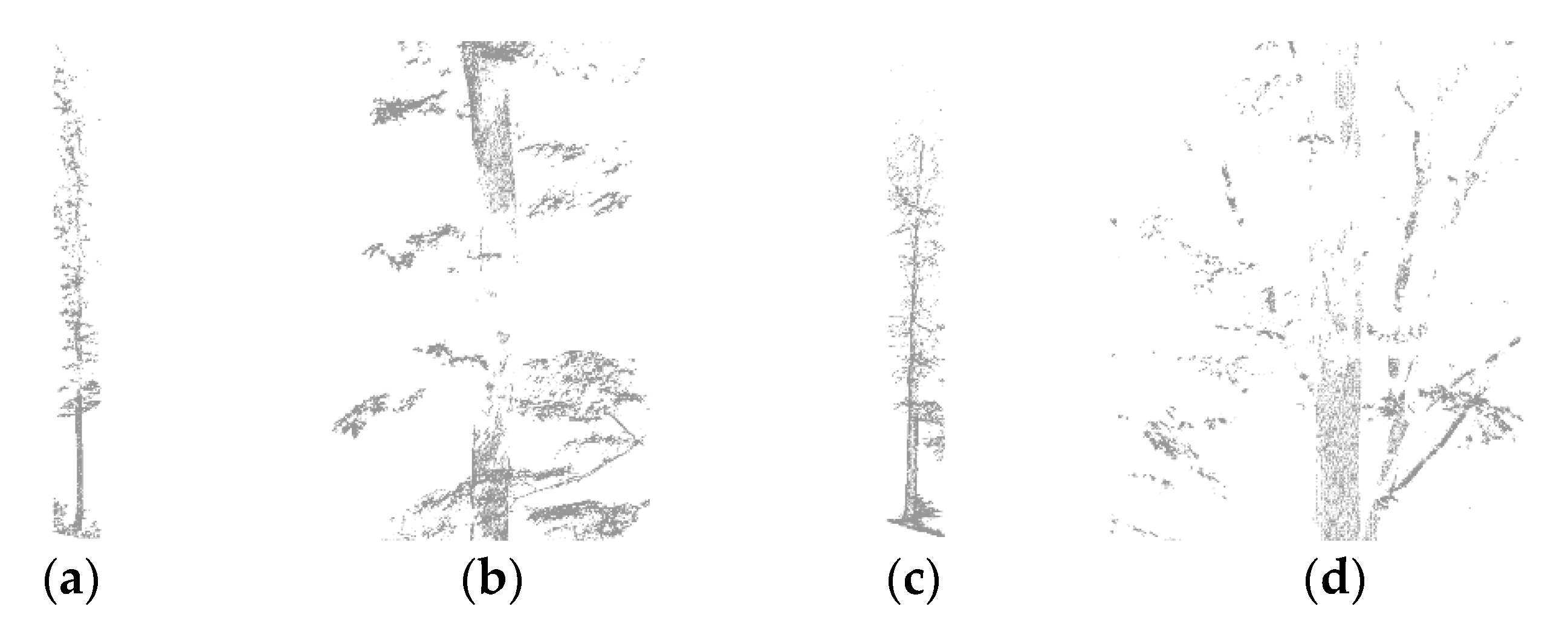 Forests 10 00599 g002 Forests 10 00599 g002