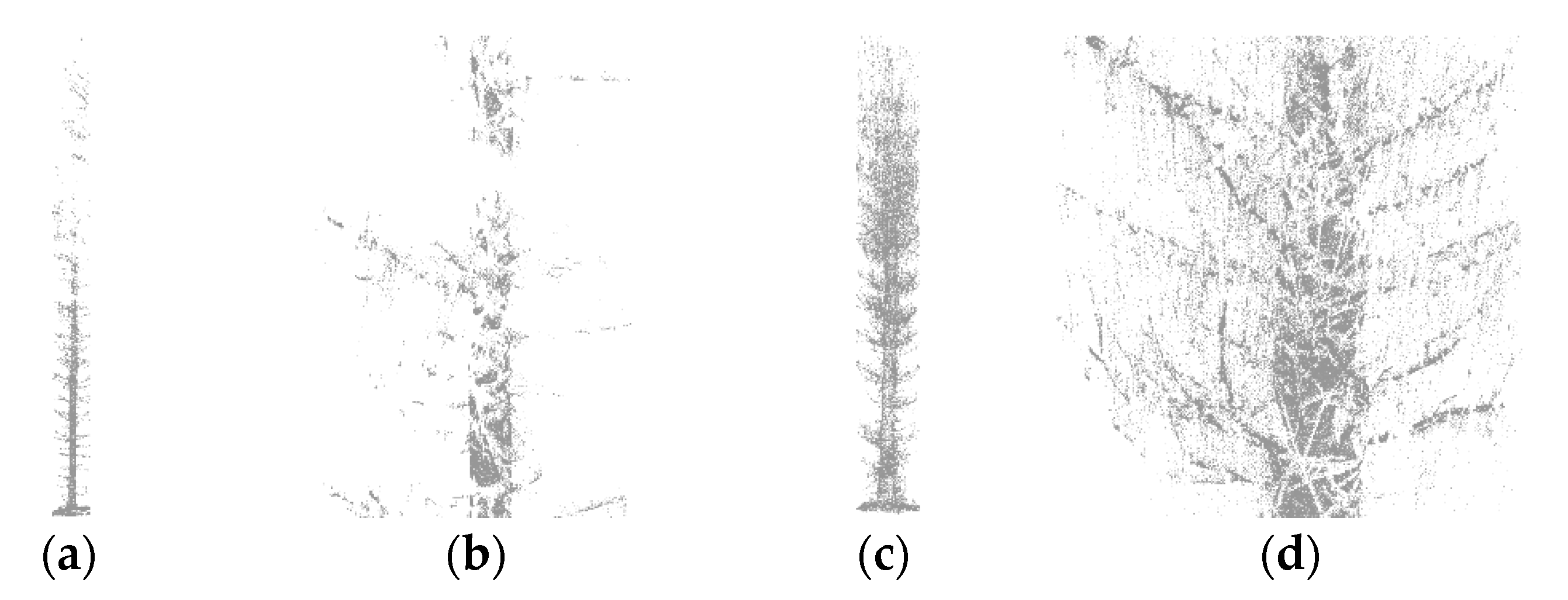 Forests 10 00599 g003 Forests 10 00599 g003