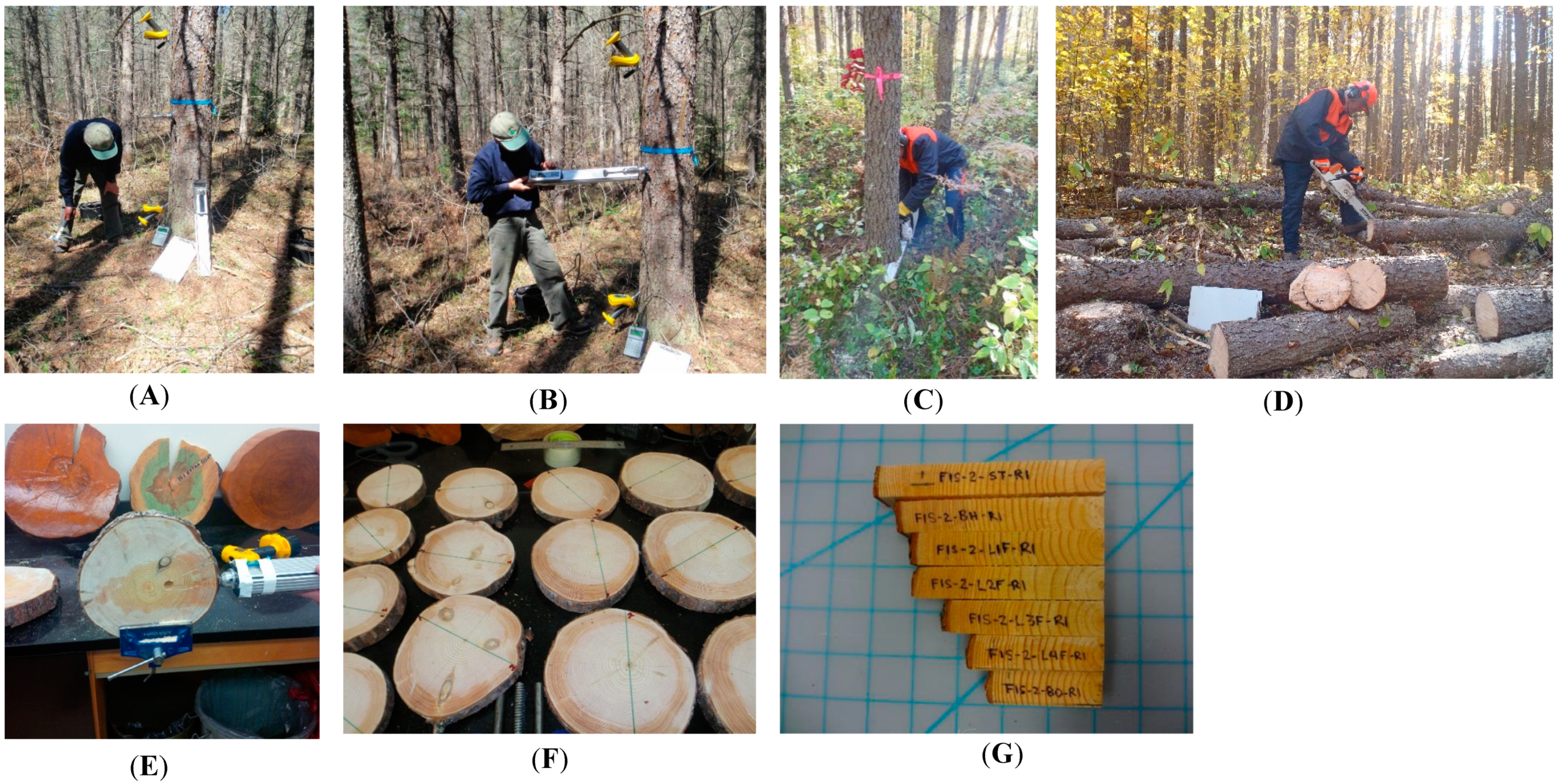 Forests 10 00605 g001