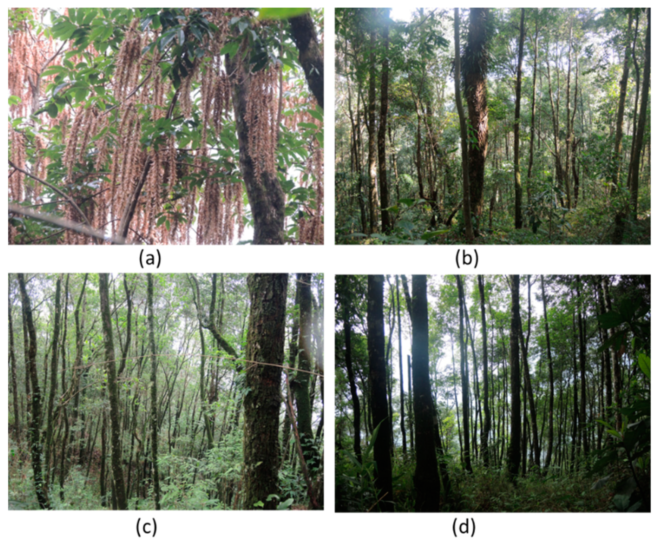 Forests 10 00633 g004