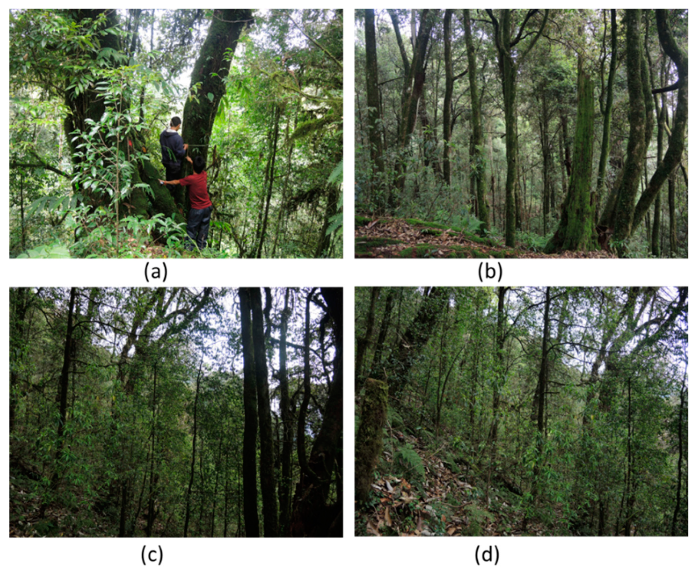 Forests 10 00633 g005