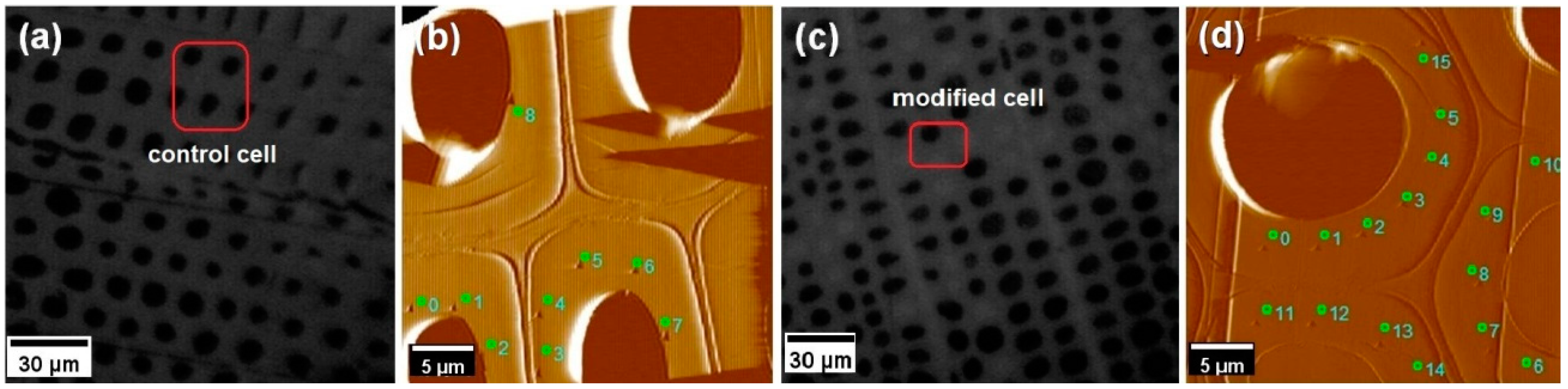 Forests 10 00646 g001