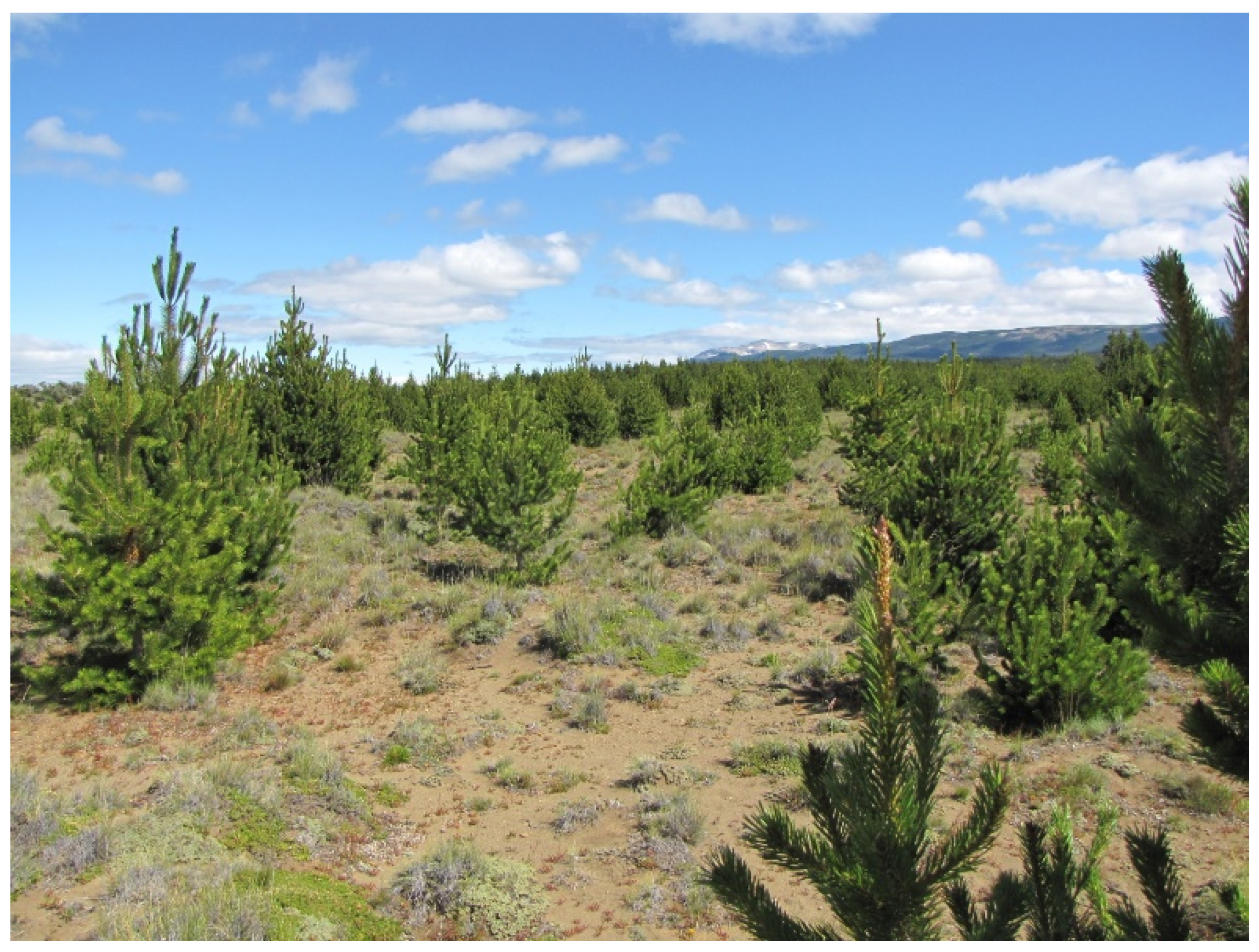 Forests 10 00654 g003