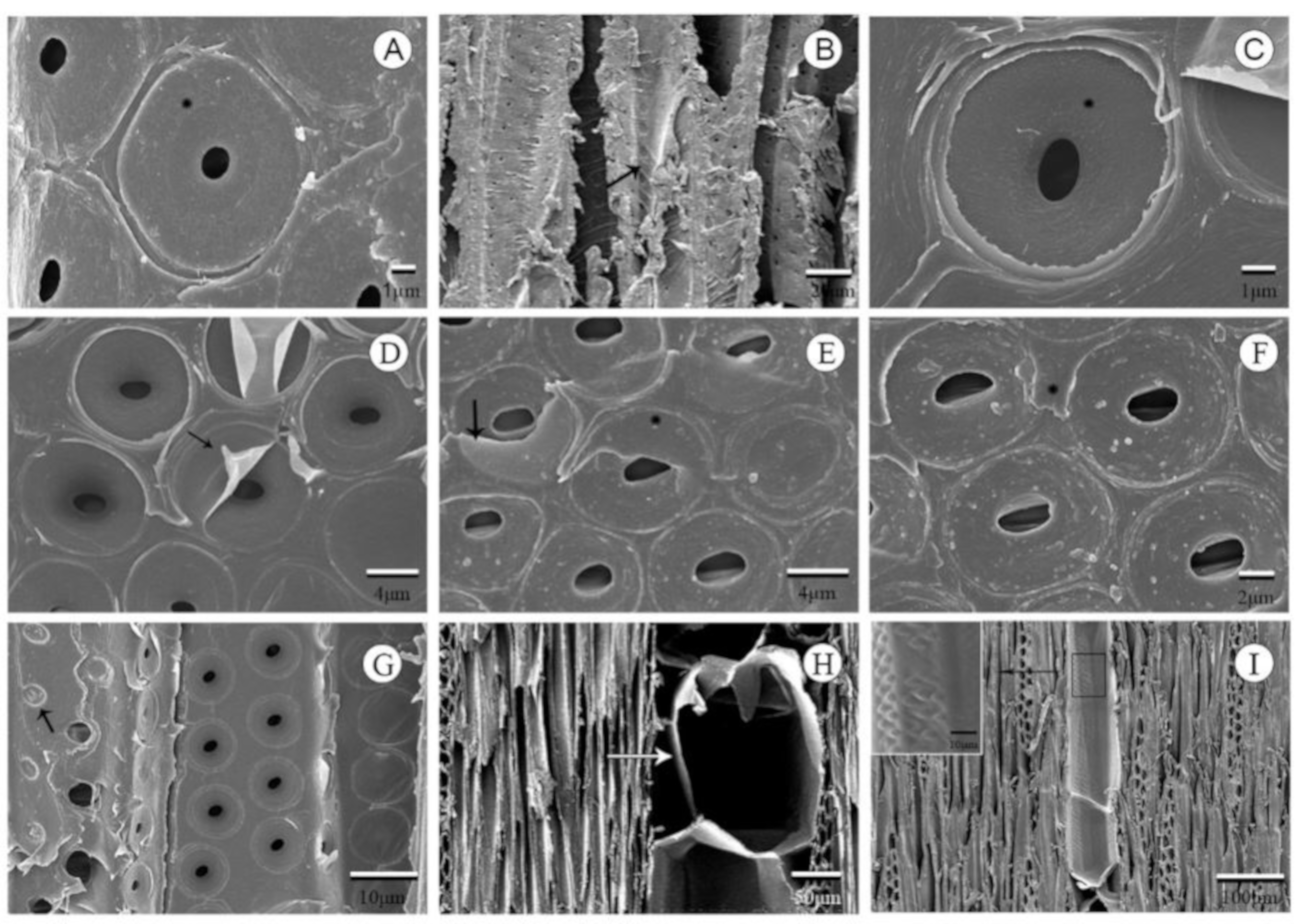Forests 10 00662 g002