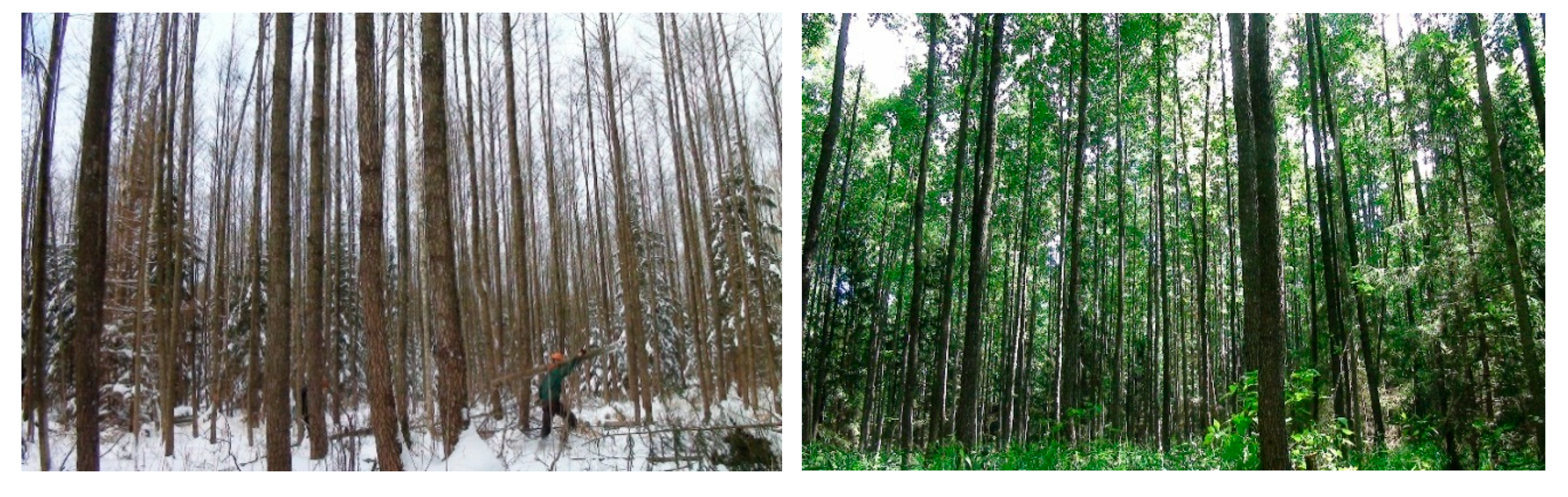 Forests Free FullText The Effect of Season of the Year on the