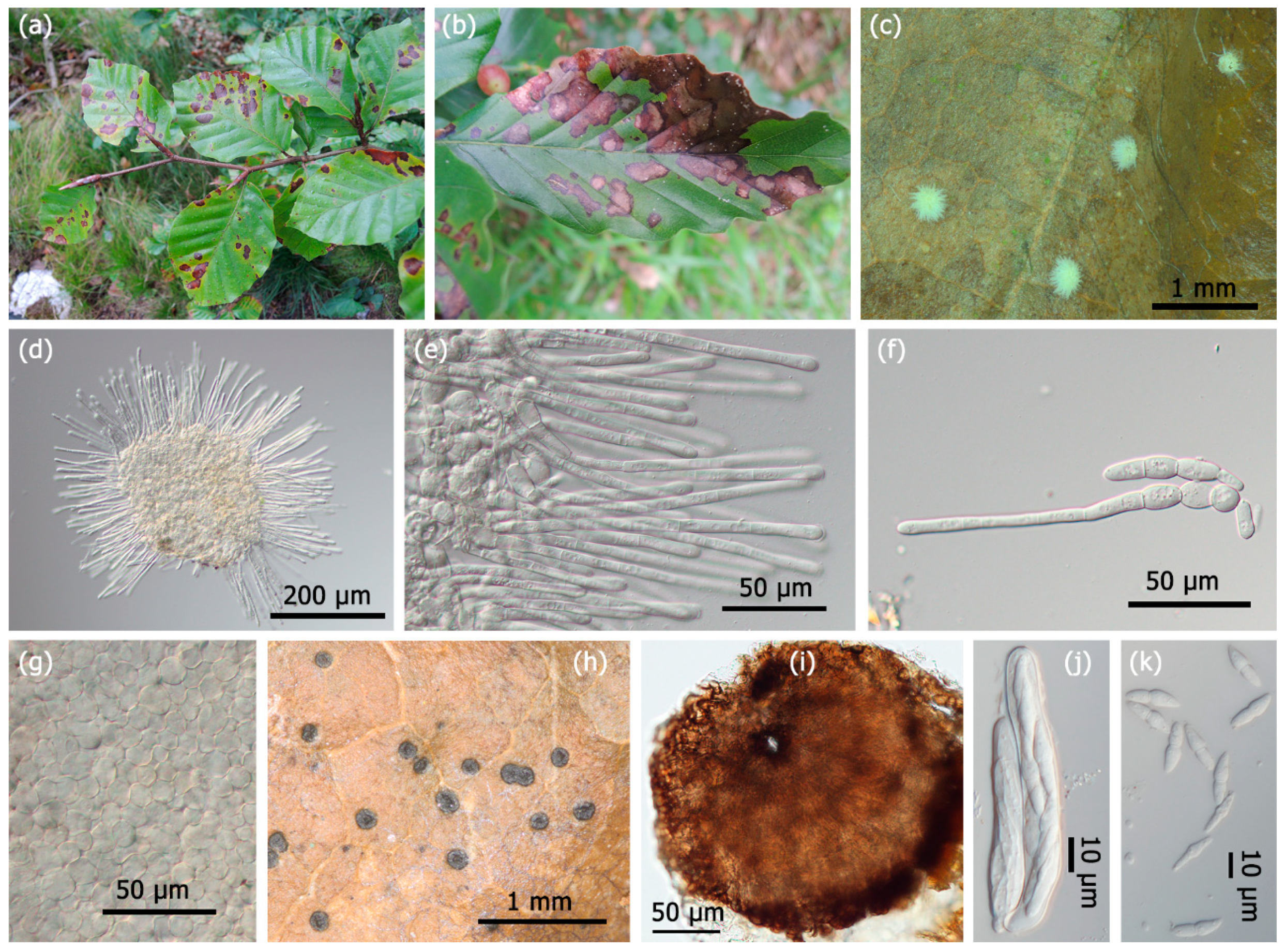 Forests 10 00718 g002 550