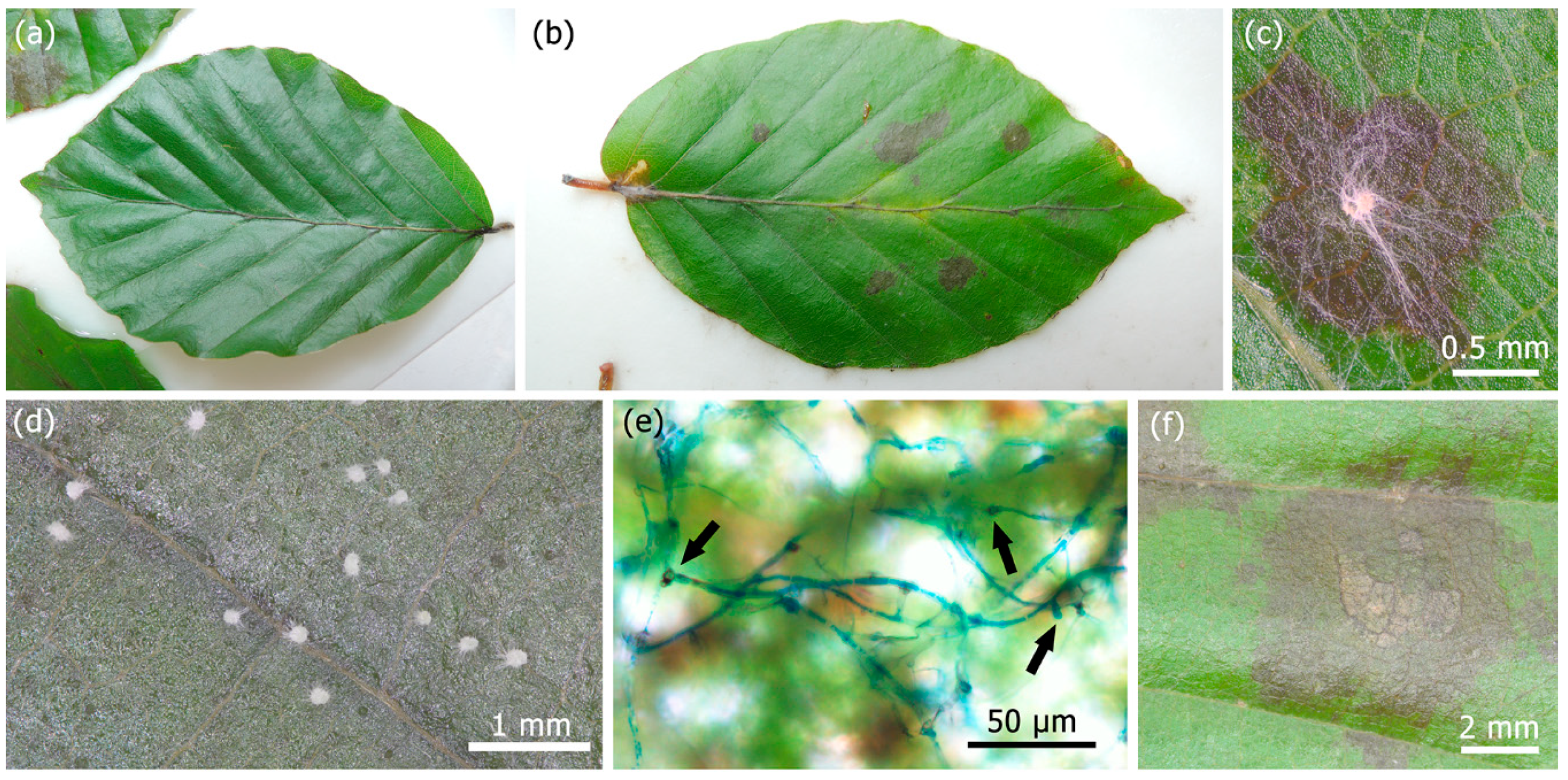 Forests 10 00718 g003a 550