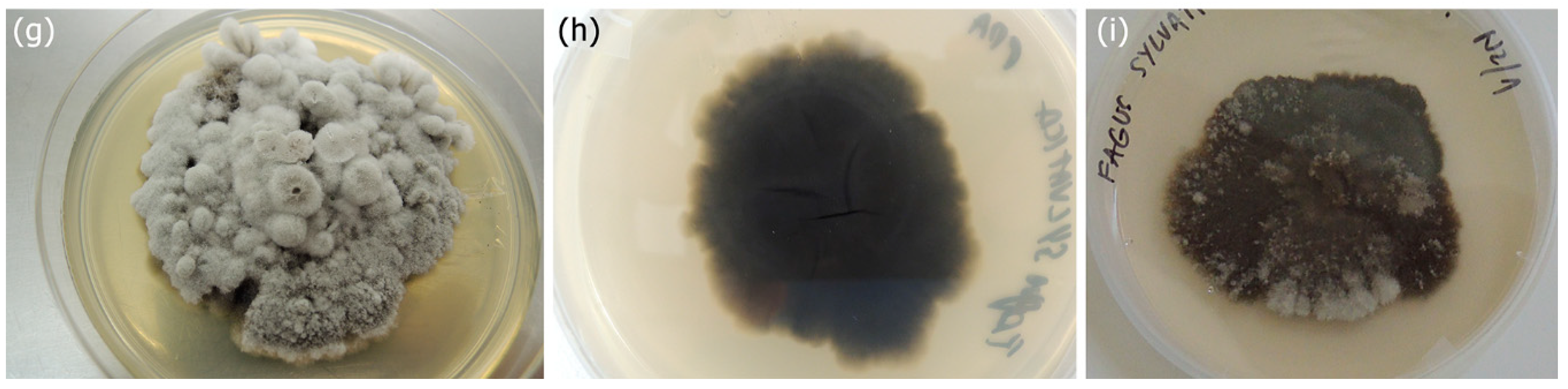 Forests 10 00718 g003b 550