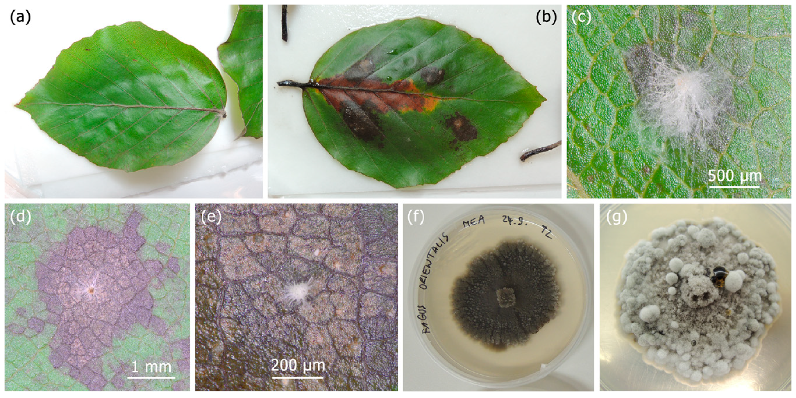 Forests 10 00718 g004 550