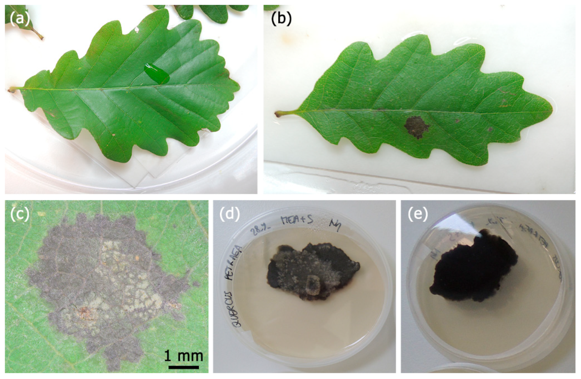 Forests 10 00718 g005 550