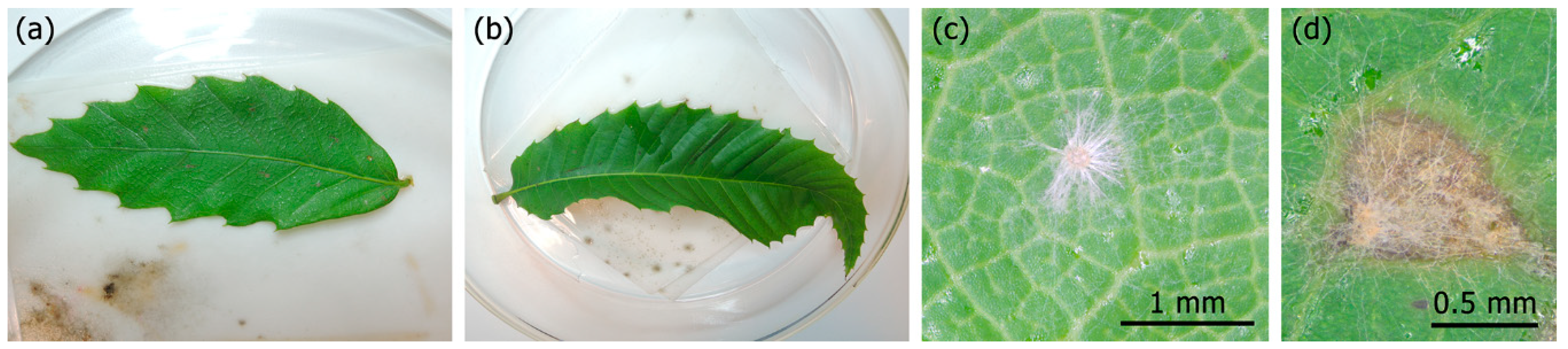 Forests 10 00718 g006 550