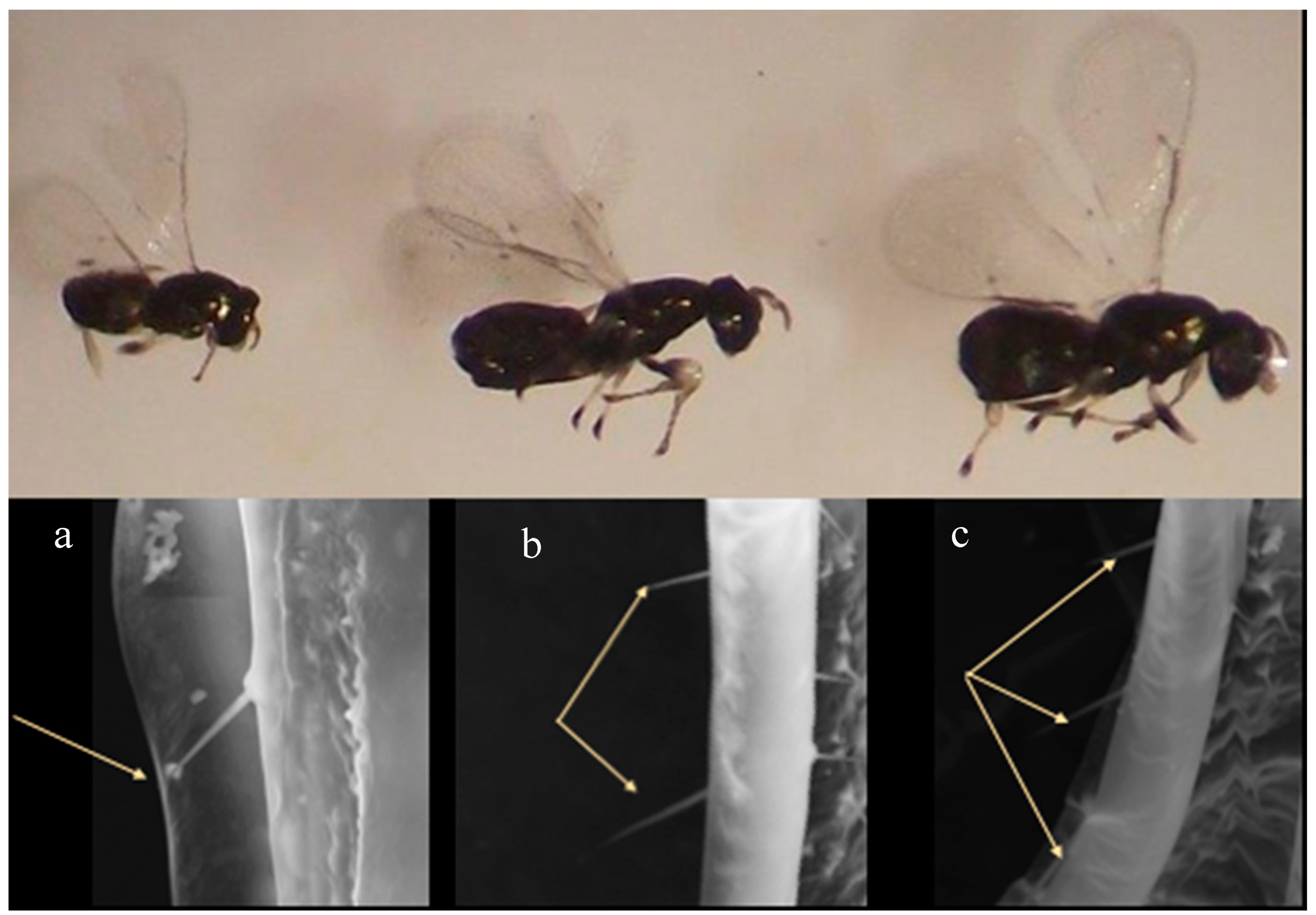 Forests 10 00720 g001