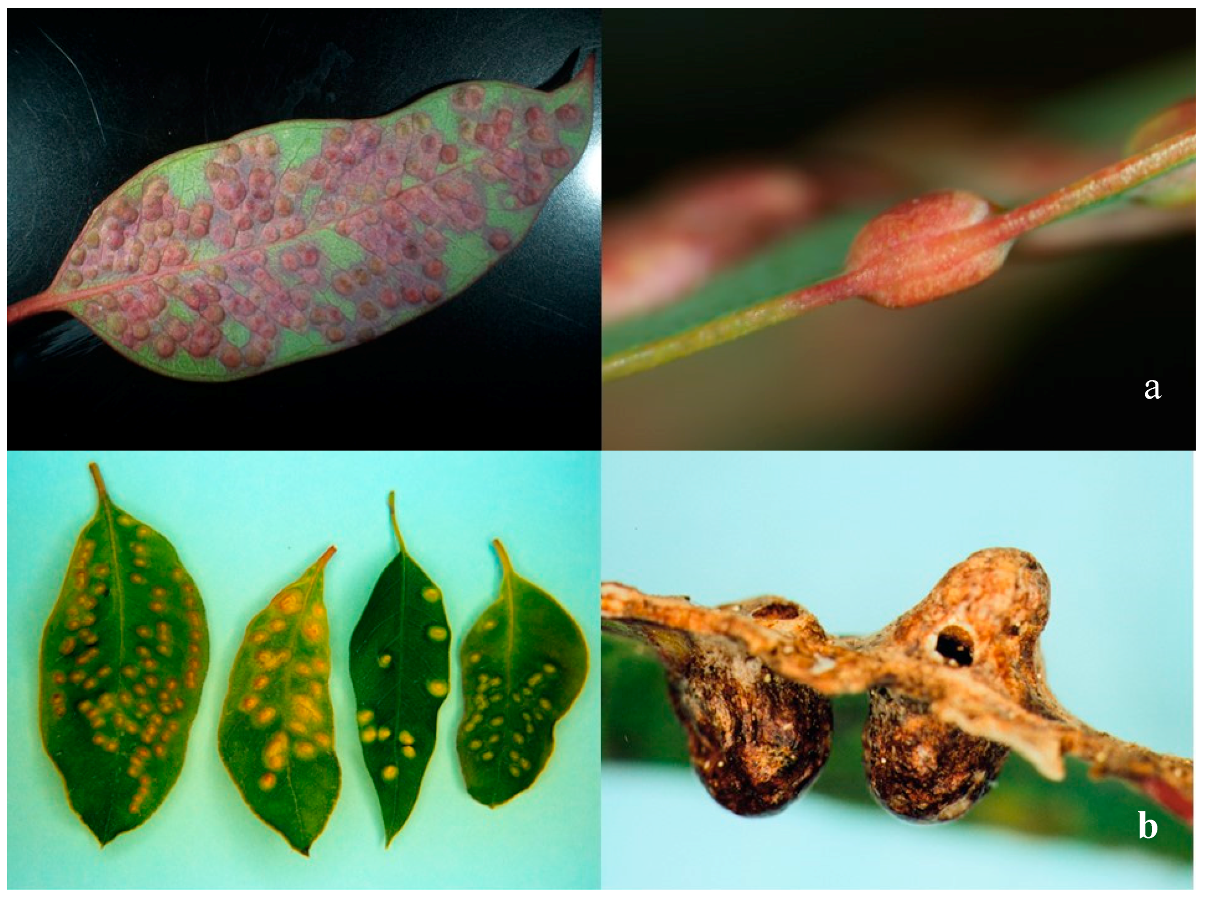 Forests 10 00720 g003a