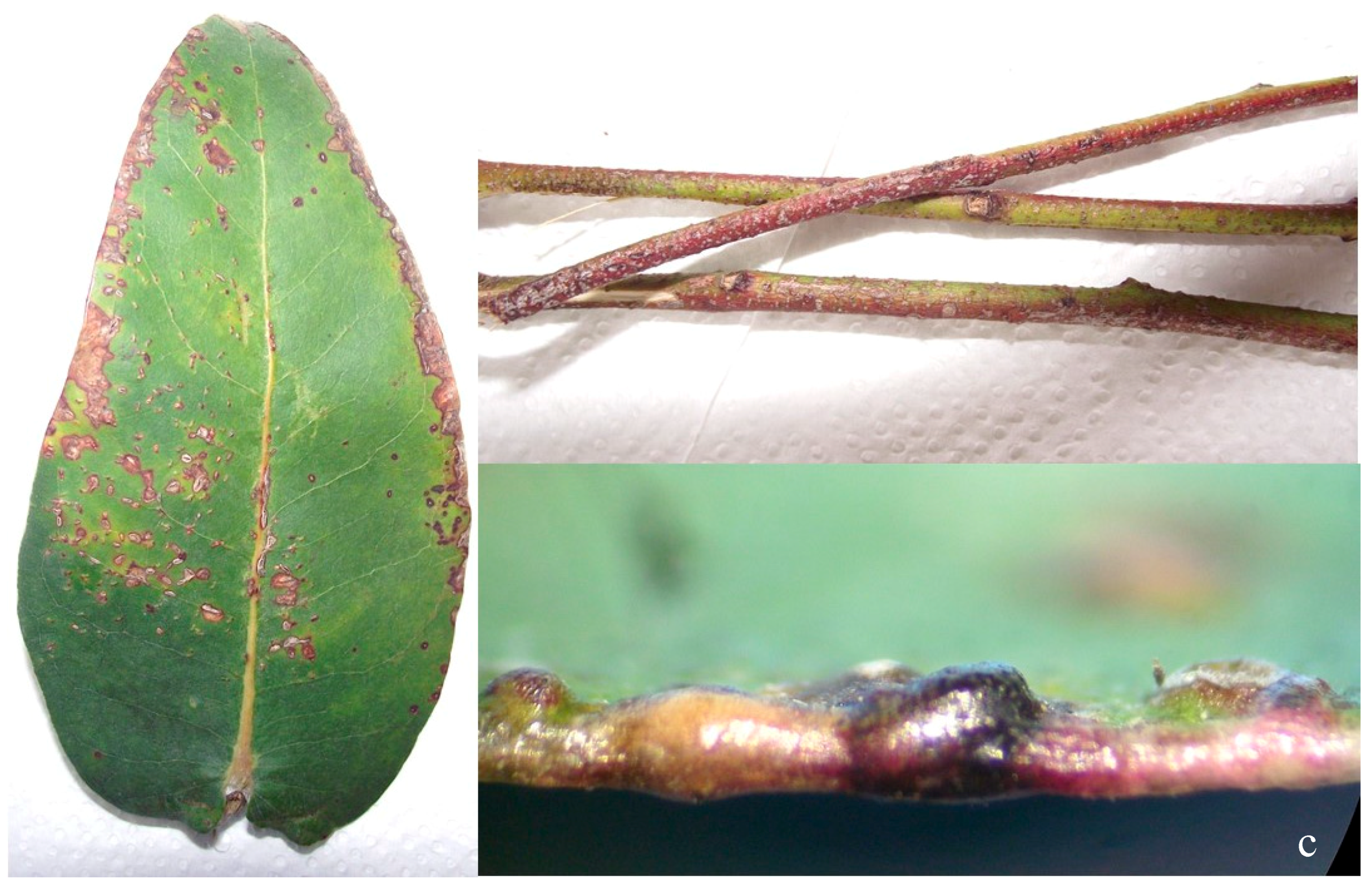 Forests 10 00720 g003b