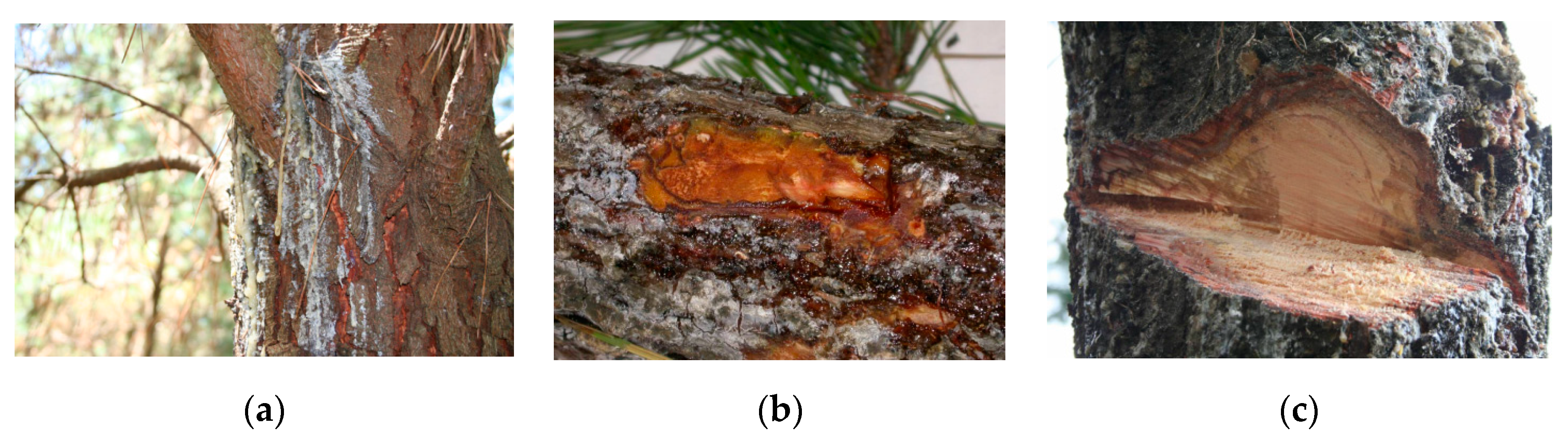 Forests 10 00723 g001 Forests 10 00723 g001