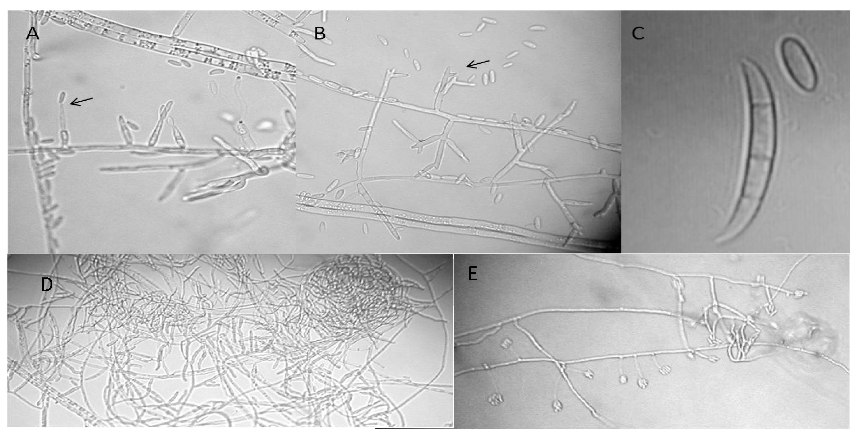 Forests 10 00723 g002 Forests 10 00723 g002