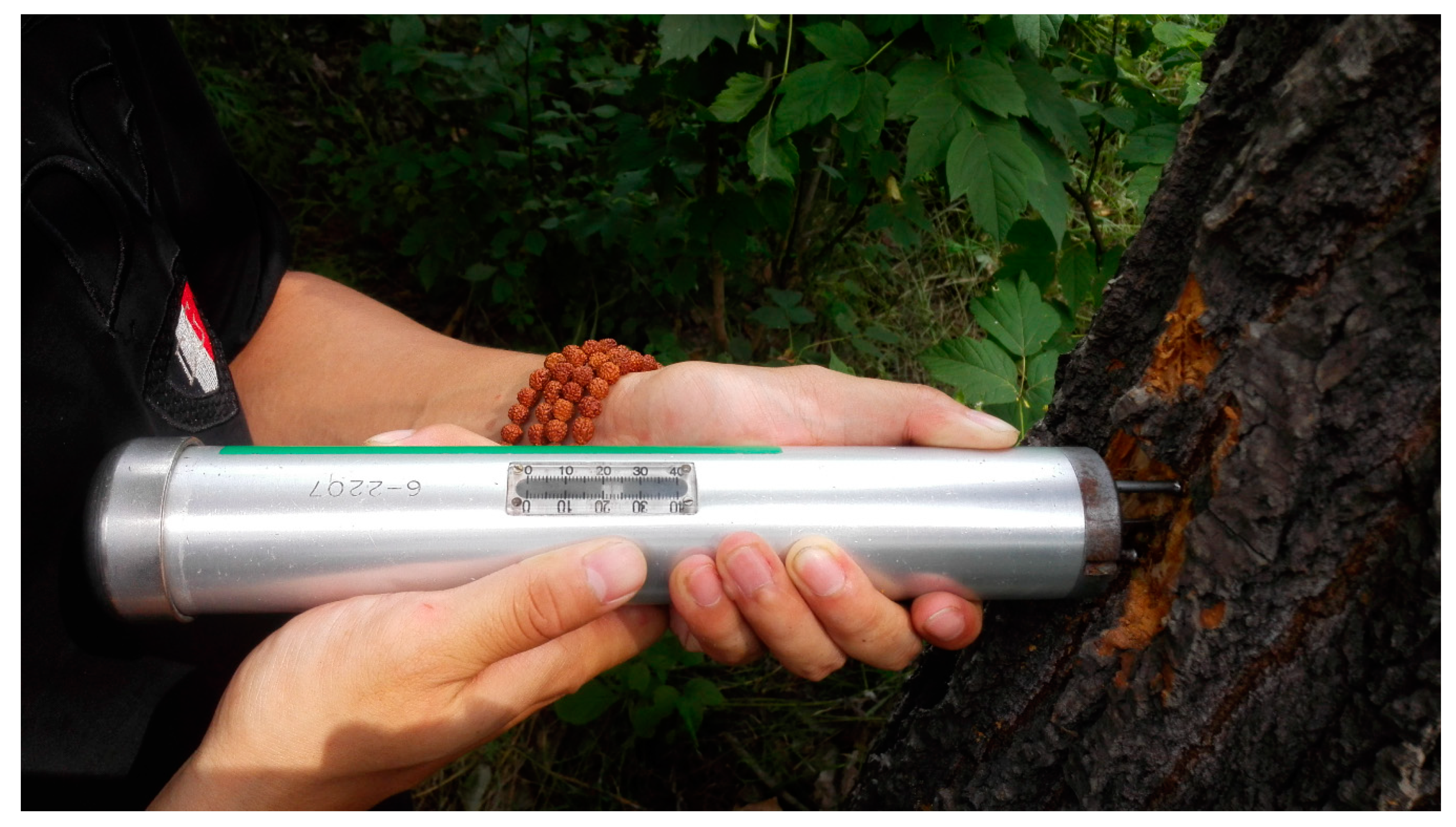 Forests 10 00728 g003 Forests 10 00728 g003