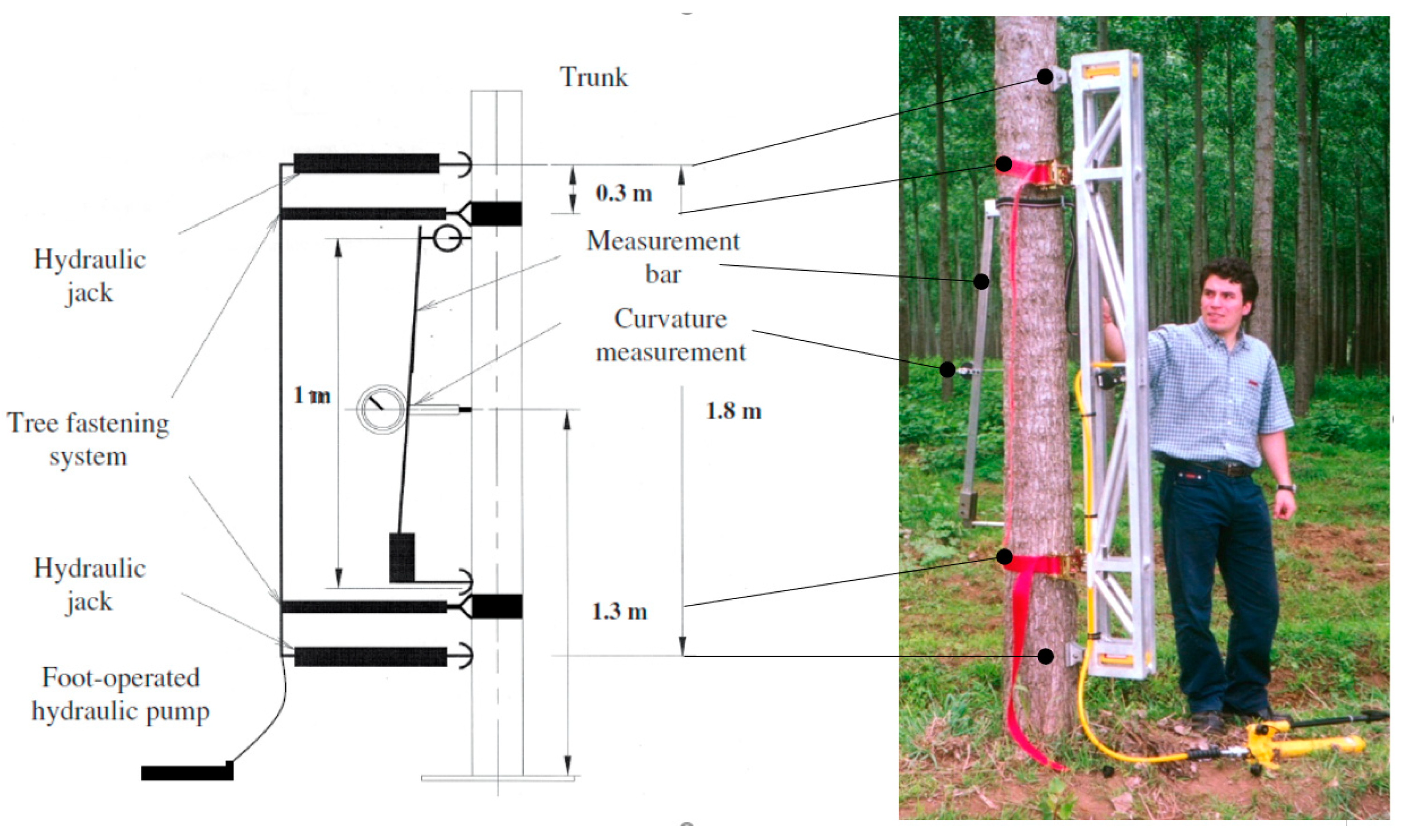 Forests 10 00728 g006 Forests 10 00728 g006