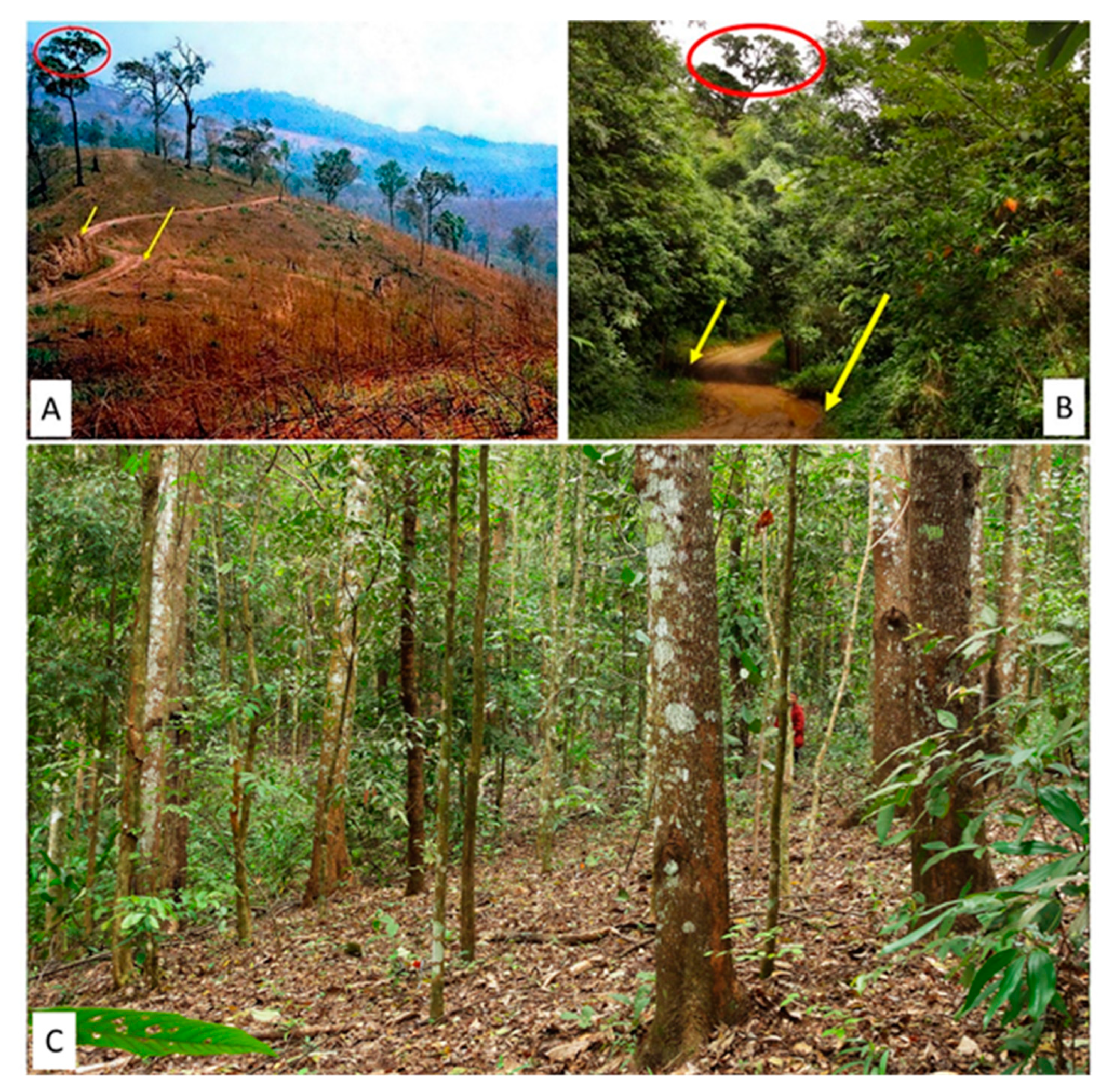 Forests 10 00732 g004