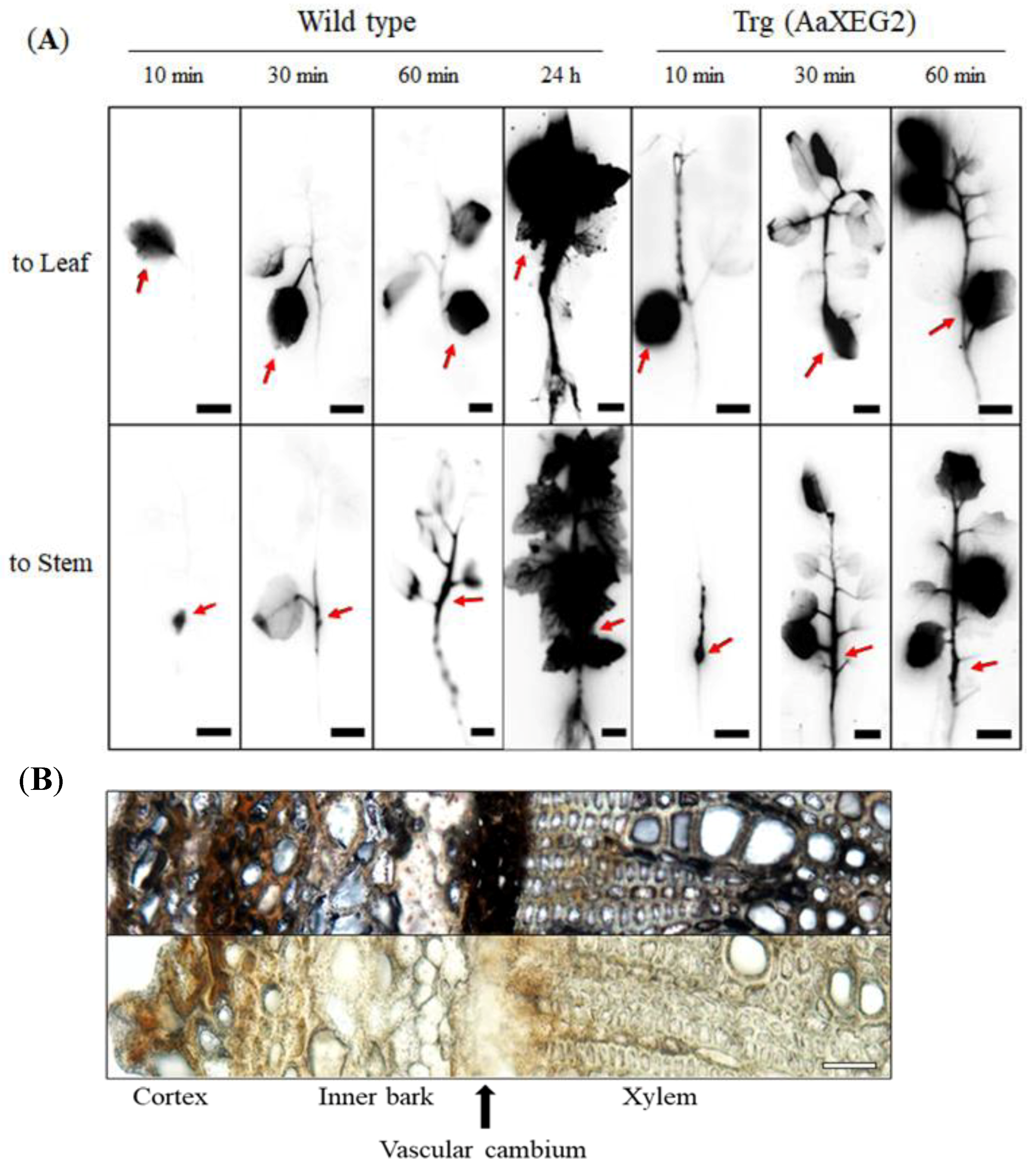 Forests 10 00736 g001 Forests 10 00736 g001