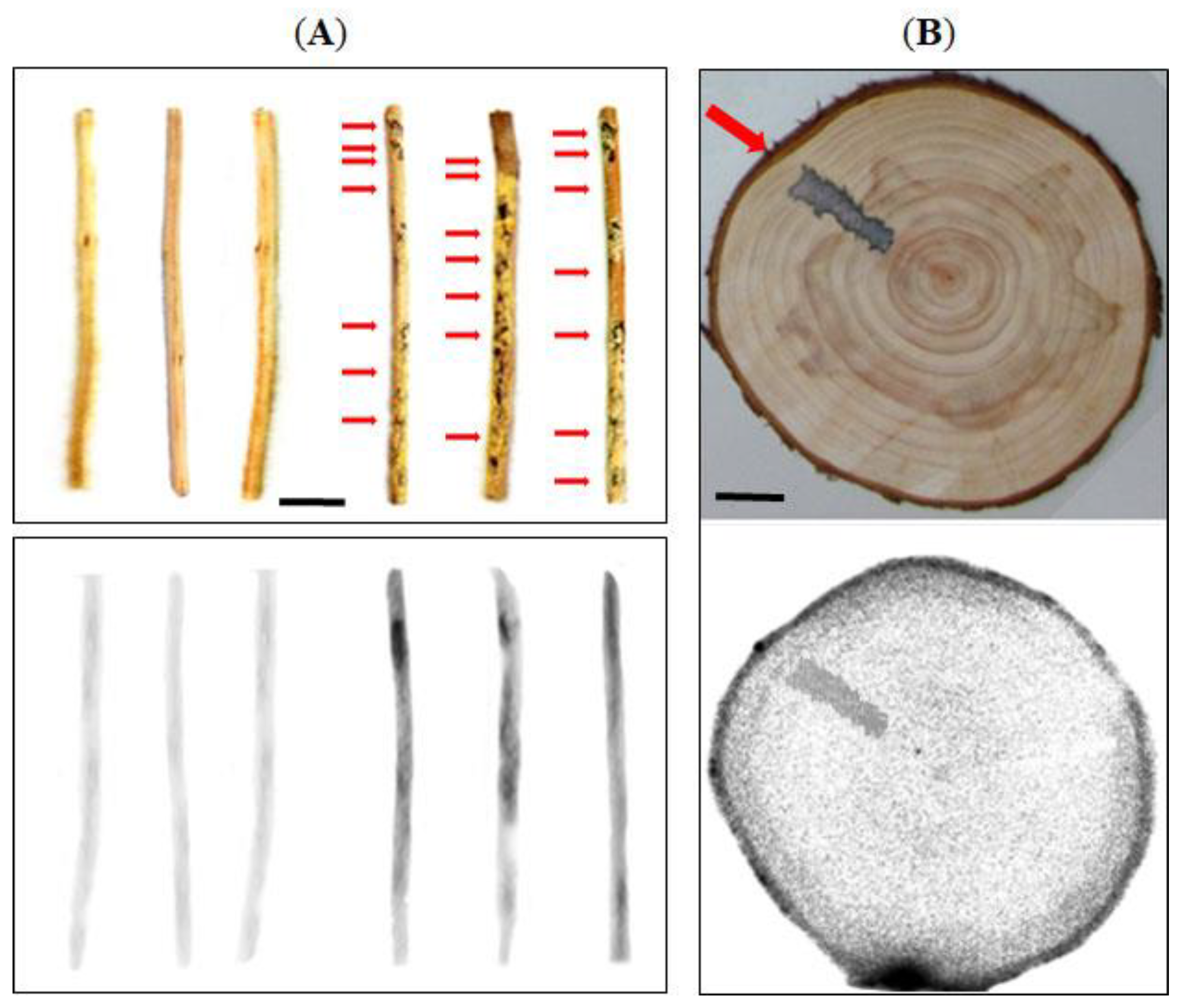 Forests 10 00736 g002 Forests 10 00736 g002