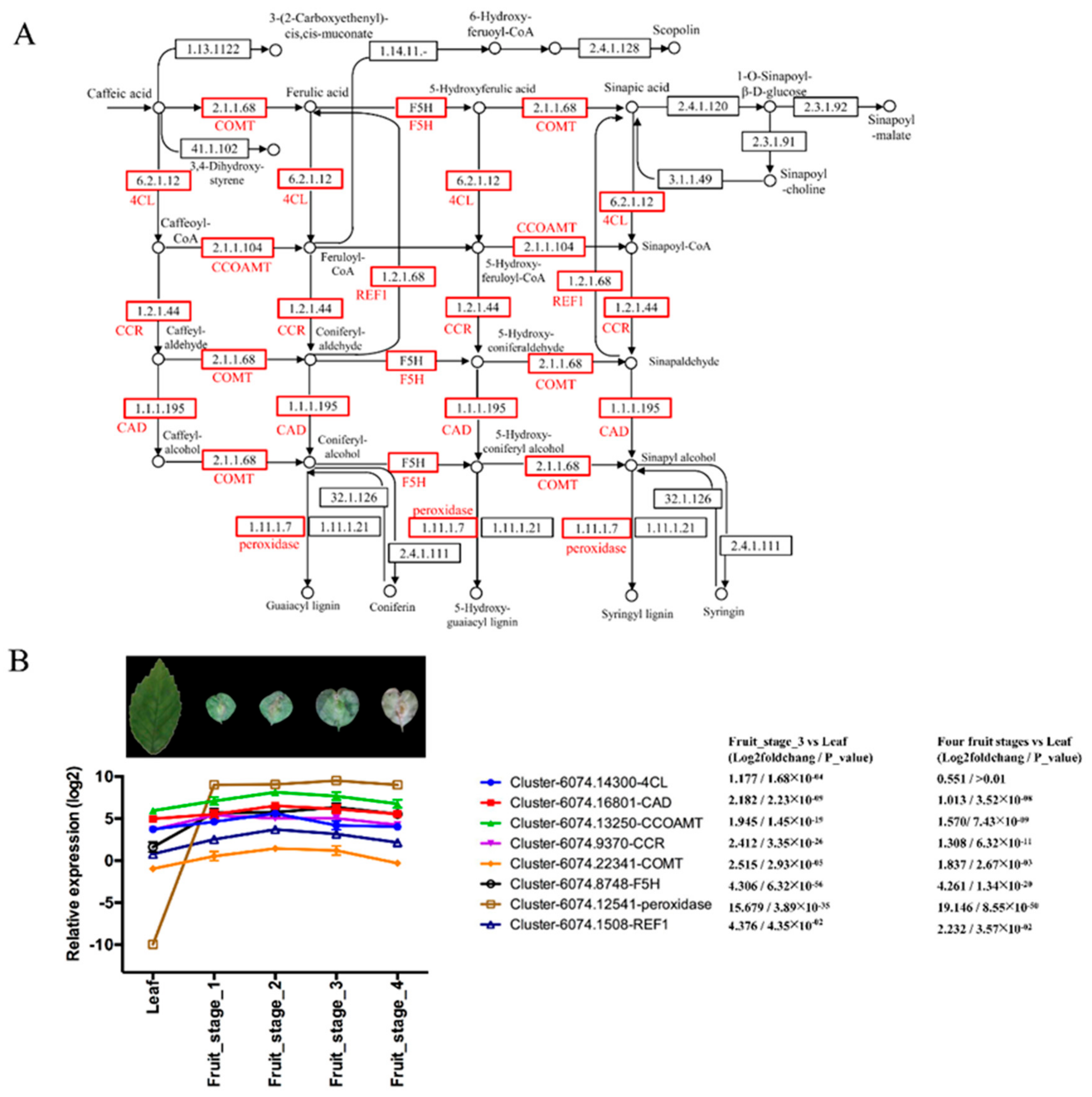 Forests 10 00738 g004 Forests 10 00738 g004
