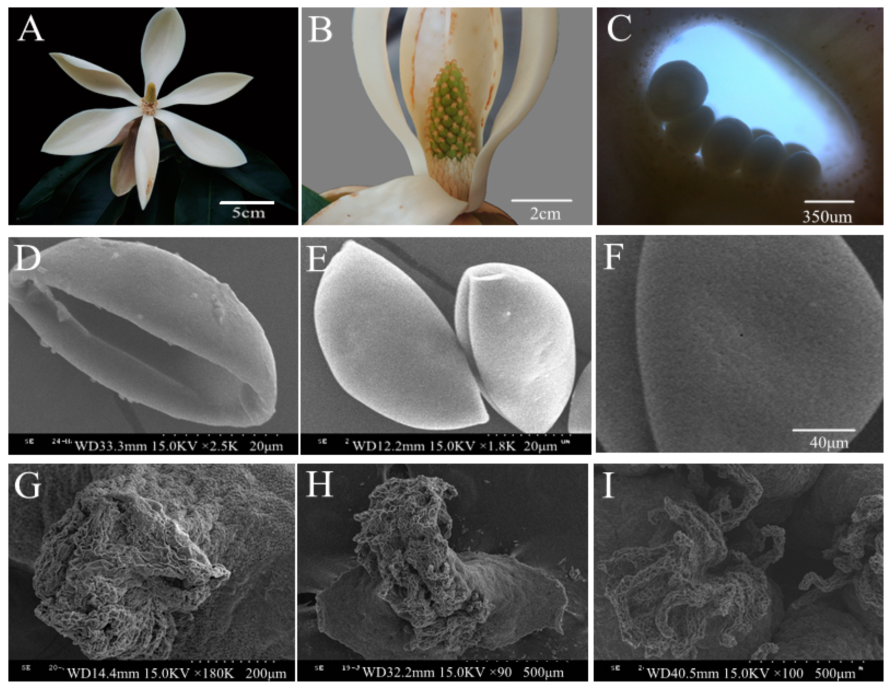 Forests 10 00756 g002 Forests 10 00756 g002