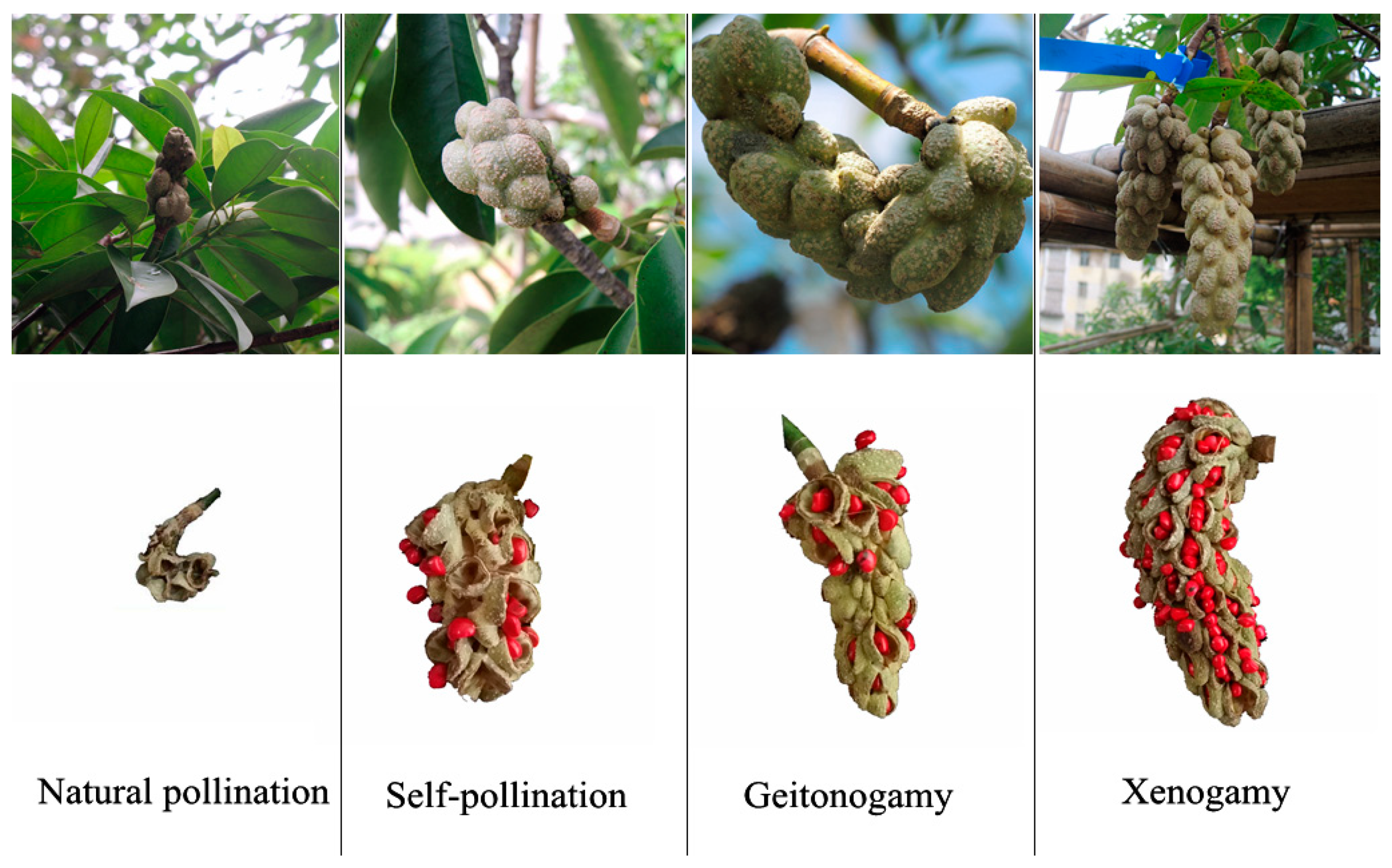 Forests 10 00756 g003 Forests 10 00756 g003