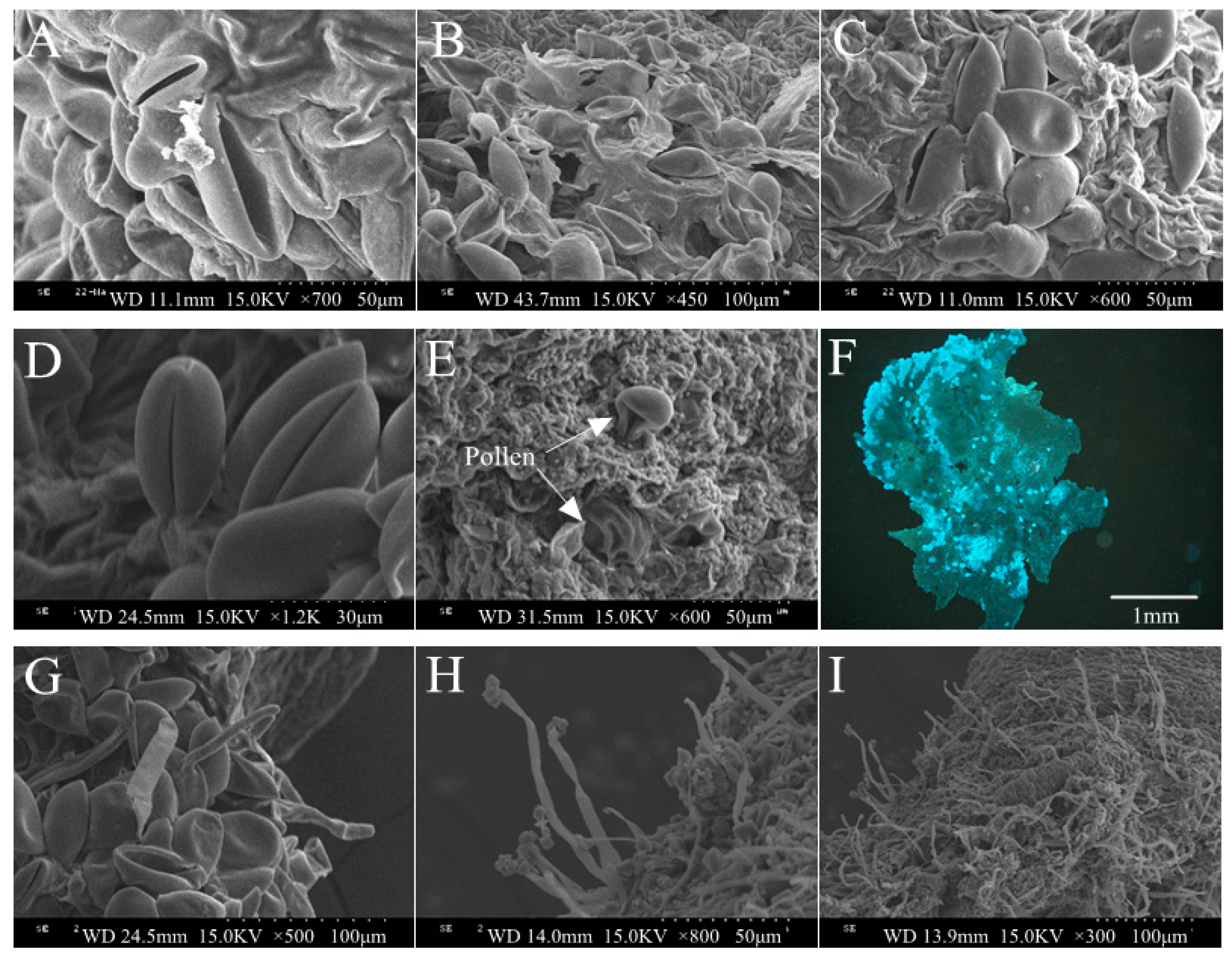 Forests 10 00756 g004 Forests 10 00756 g004