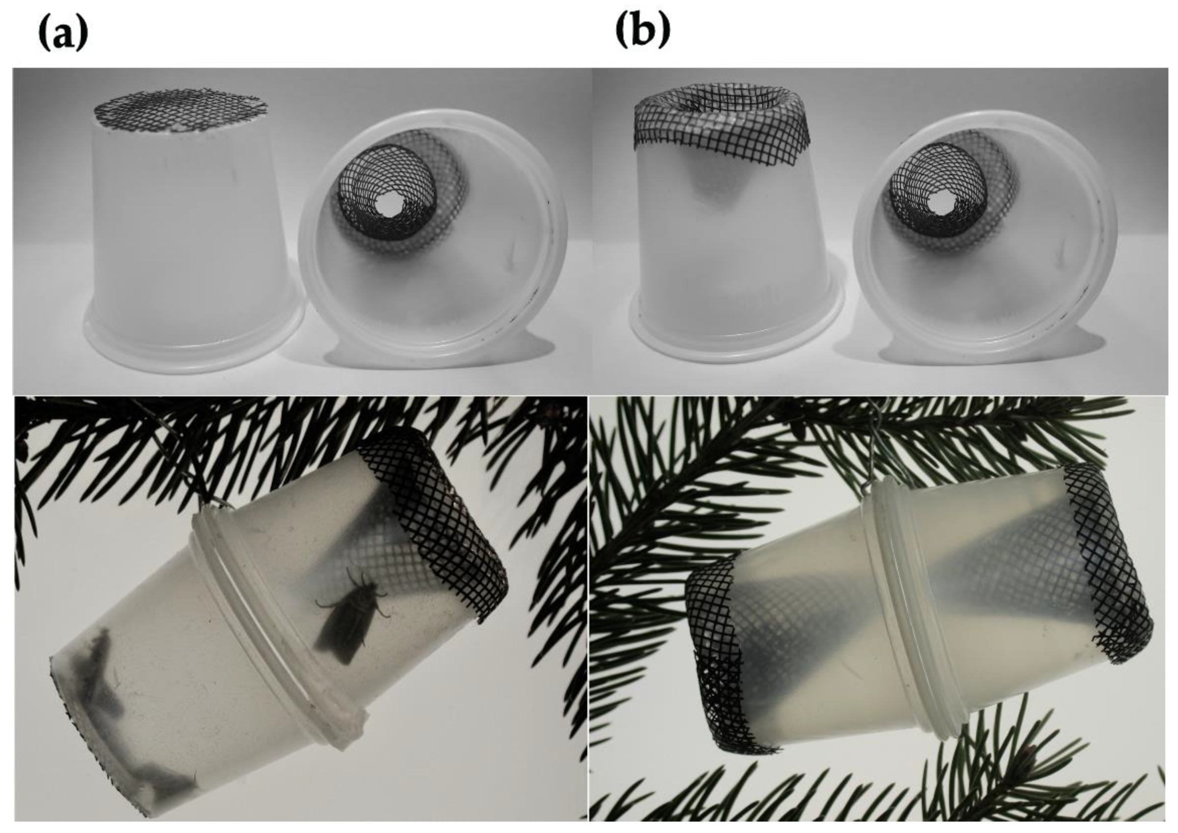 Forests 10 00775 g002 550