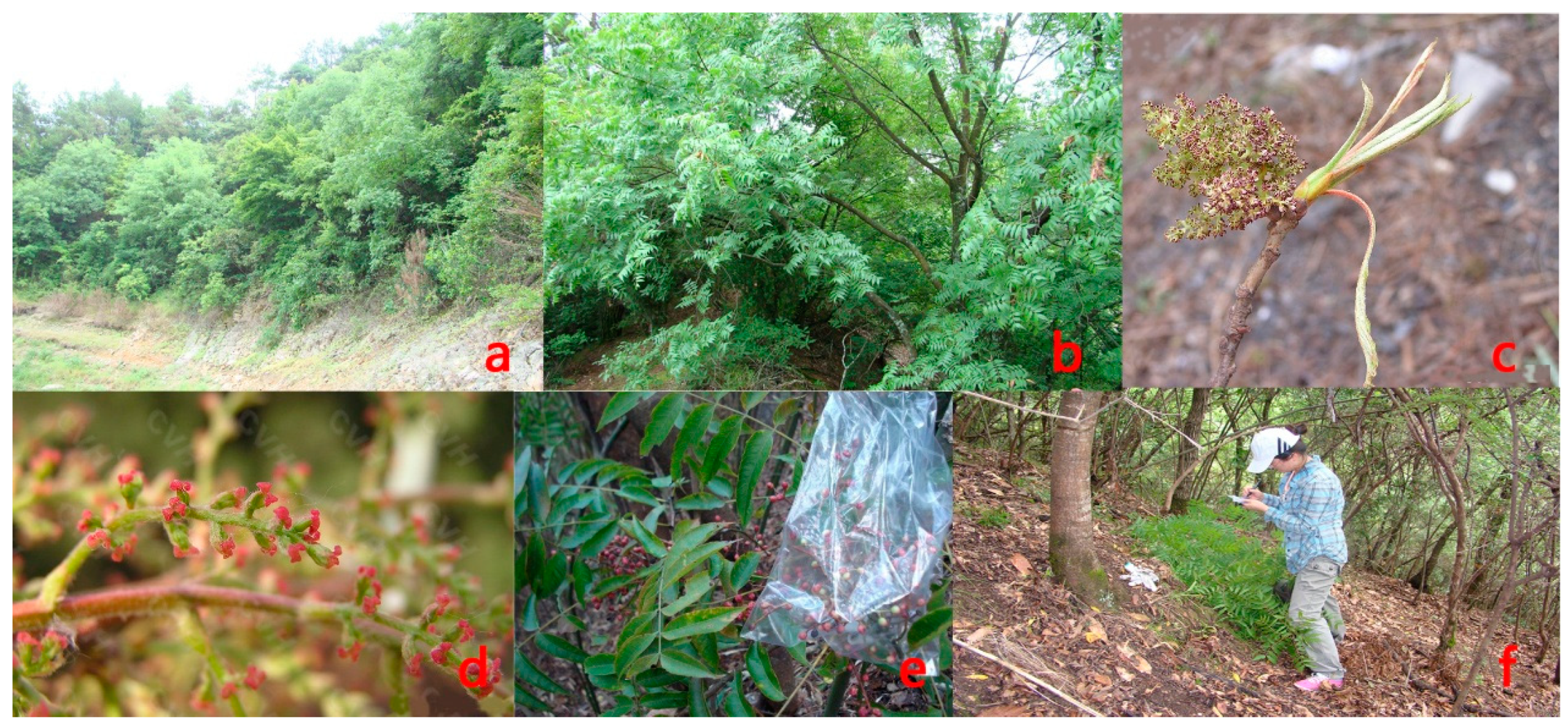 Forests 10 00792 g001
