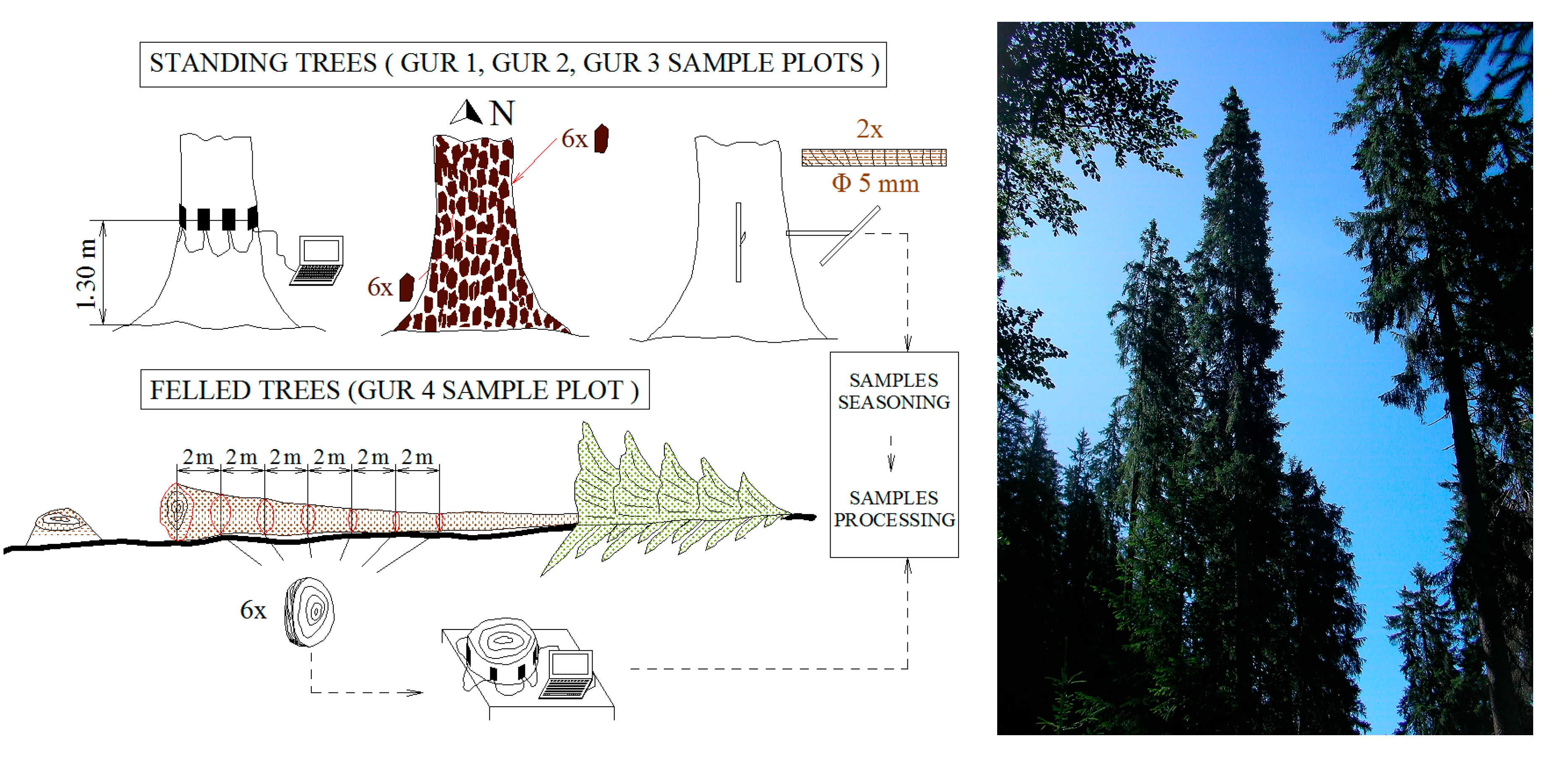 Forests 10 00799 g002