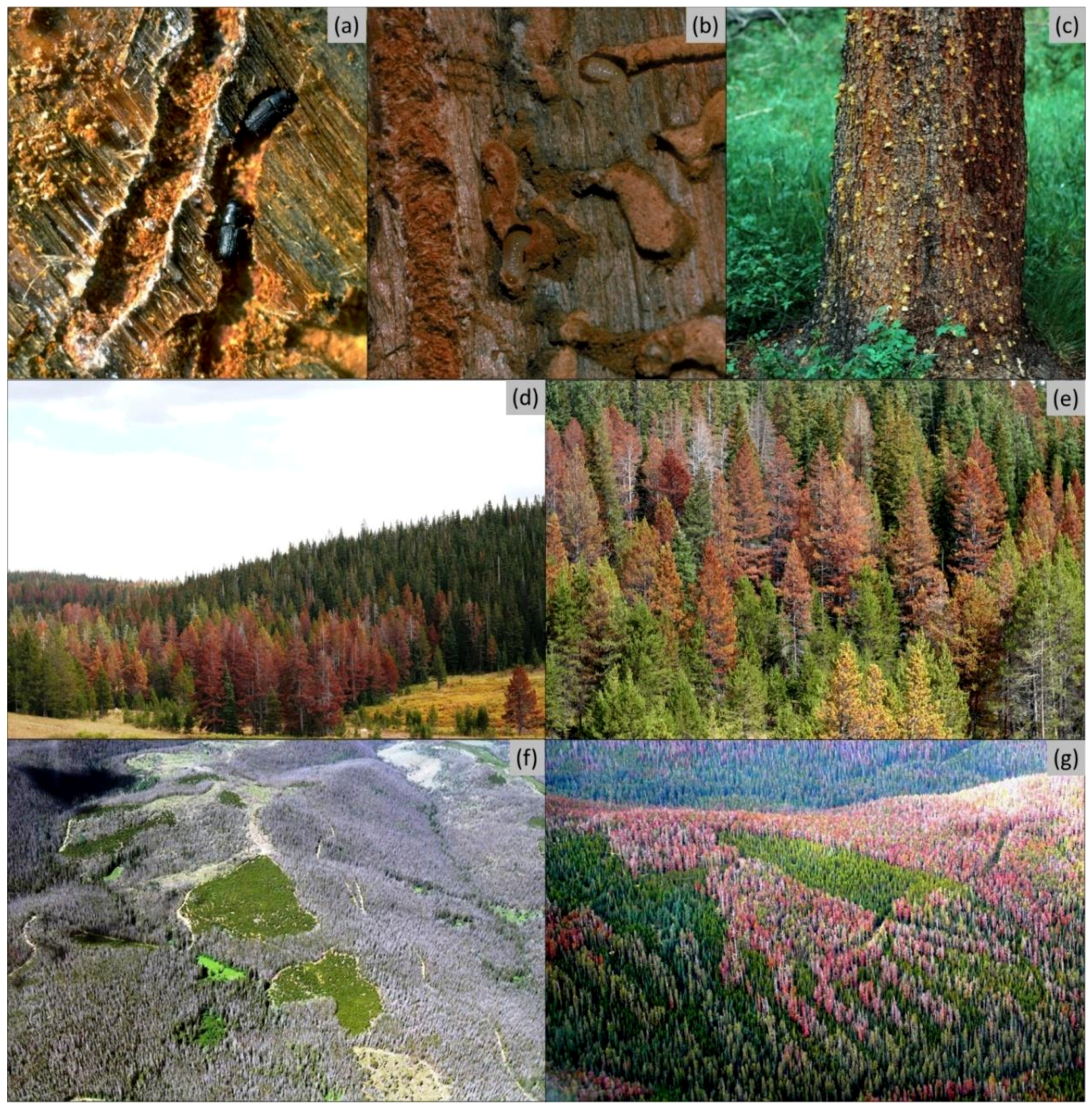 Forests 10 00811 g001 Forests 10 00811 g001