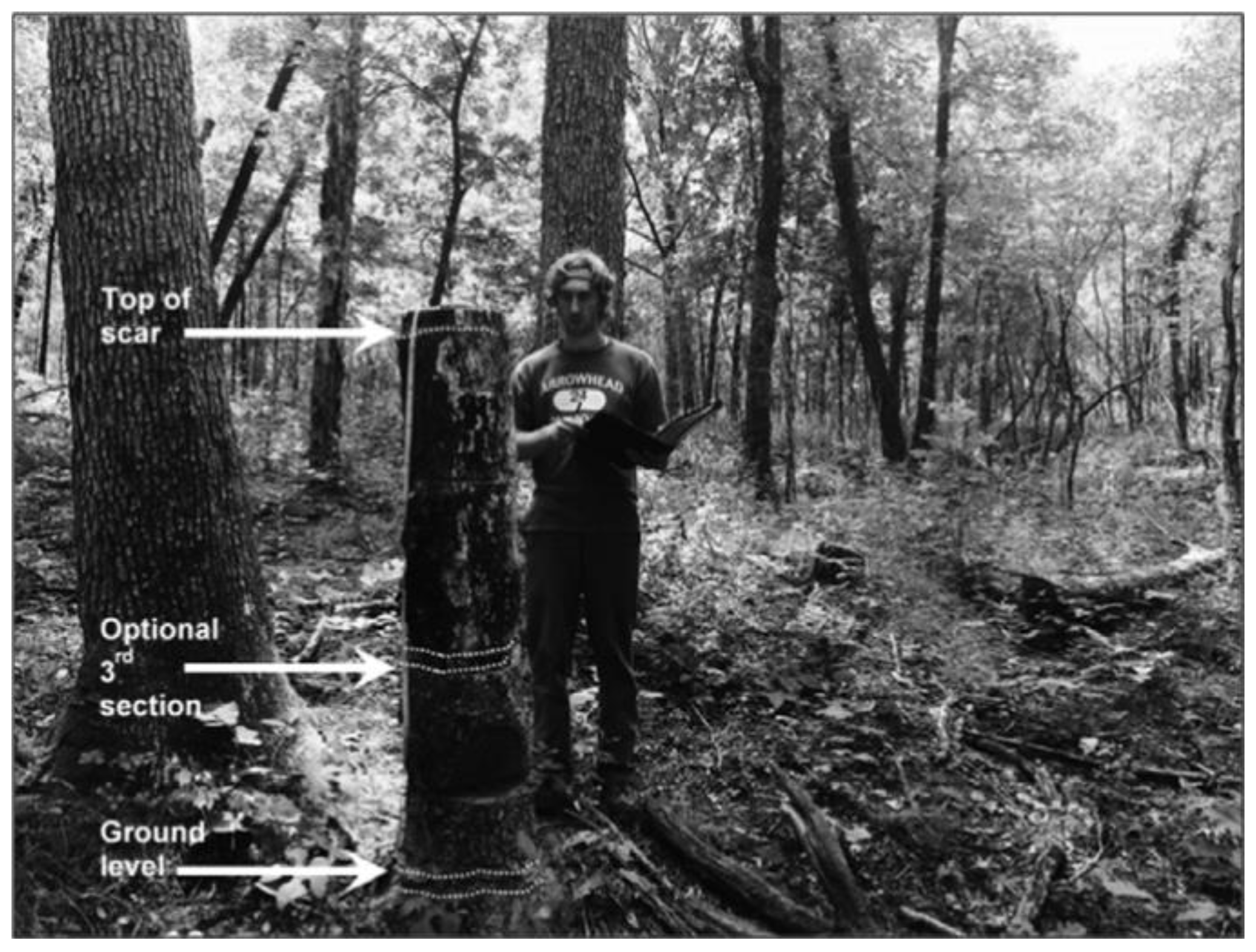 Forests 10 00812 g001