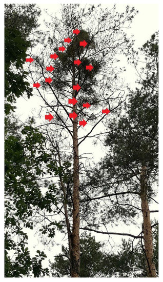 Forests Free Full Text Impact Of Common Mistletoe Viscum Album L On Scots Pine Forests A Call For Action Html