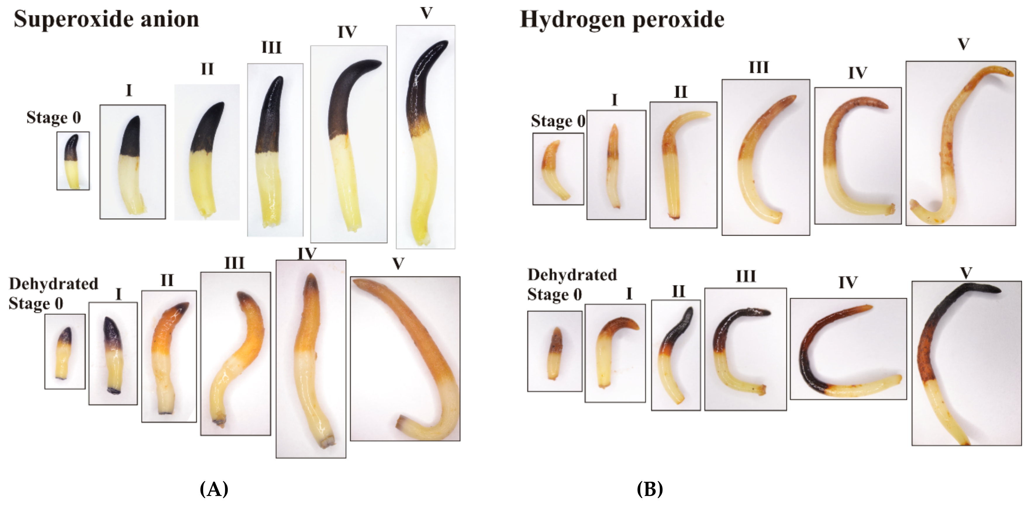 Forests 10 00900 g006