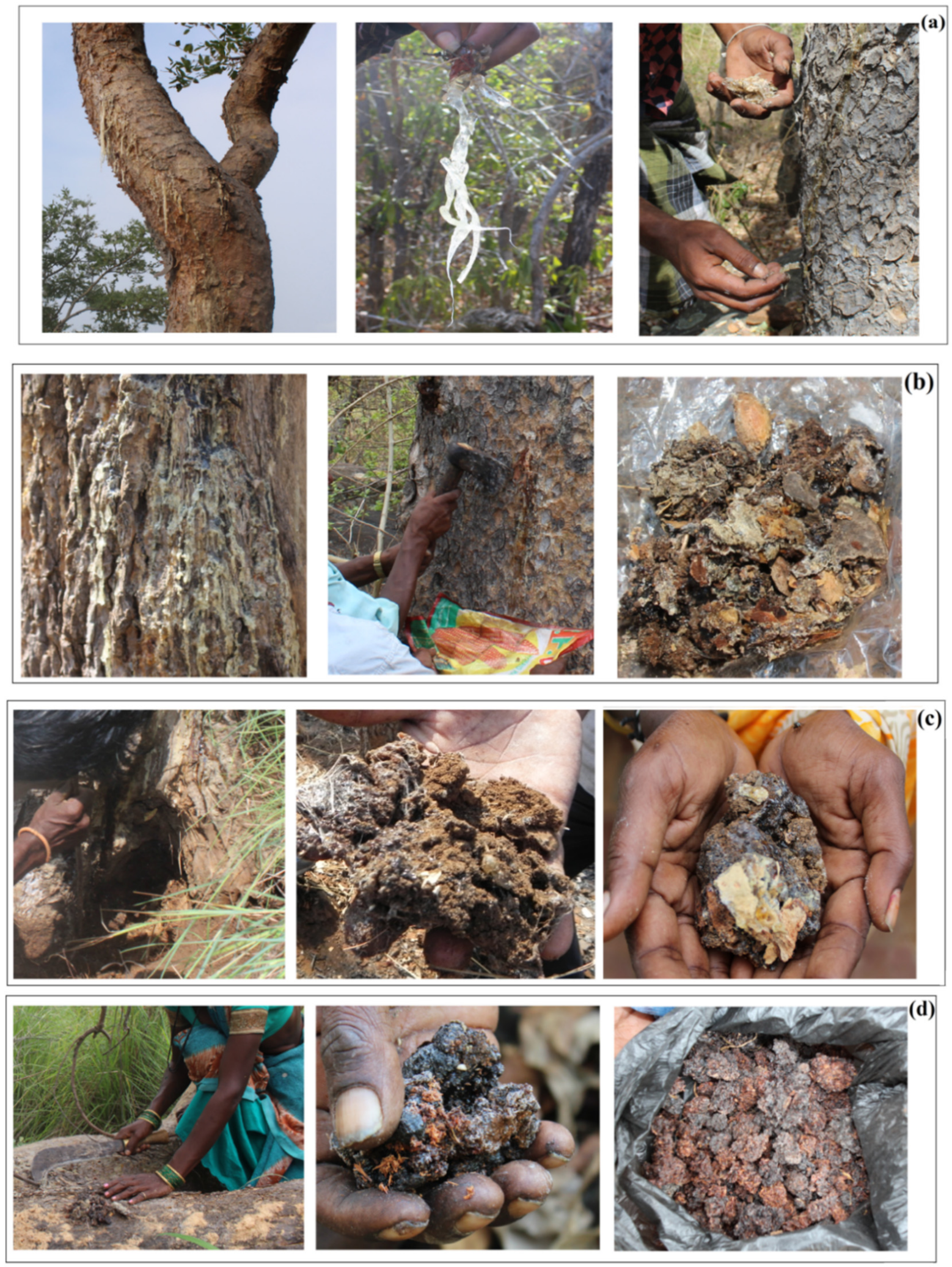 Forests 10 00907 g004a Forests 10 00907 g004a