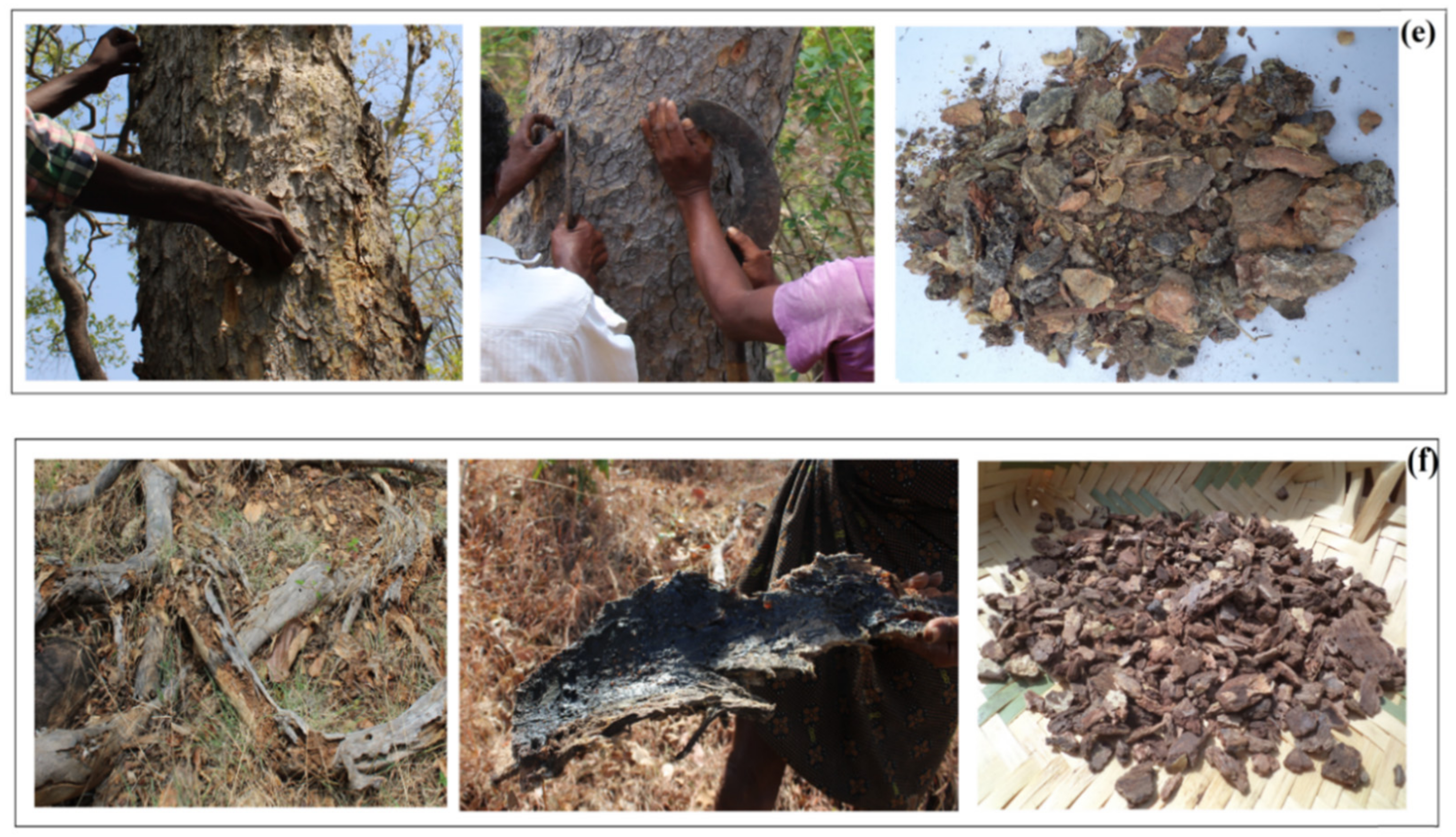 Forests 10 00907 g004b Forests 10 00907 g004b