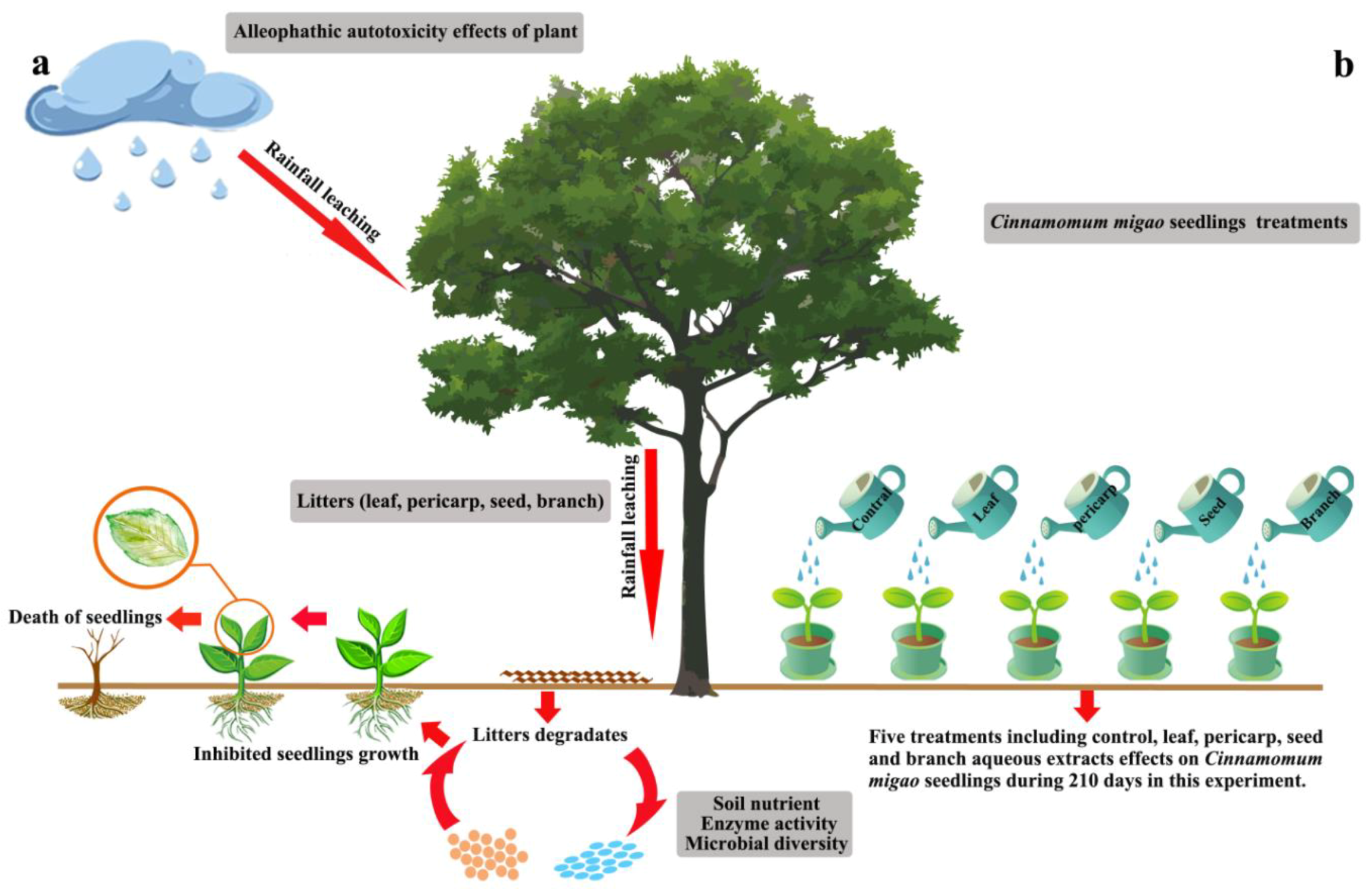 Forests 10 00919 g001