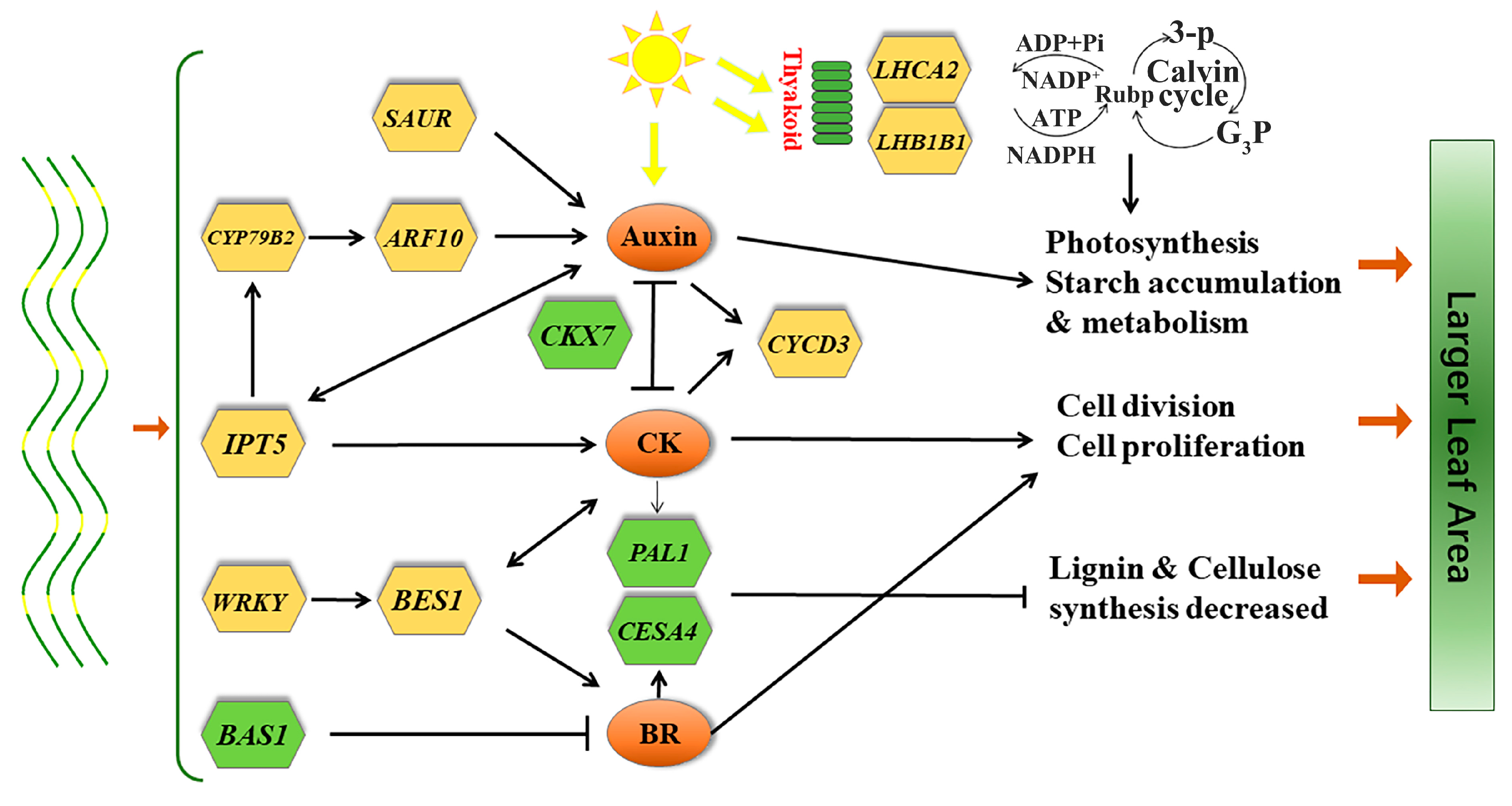 Forests 10 00920 g005